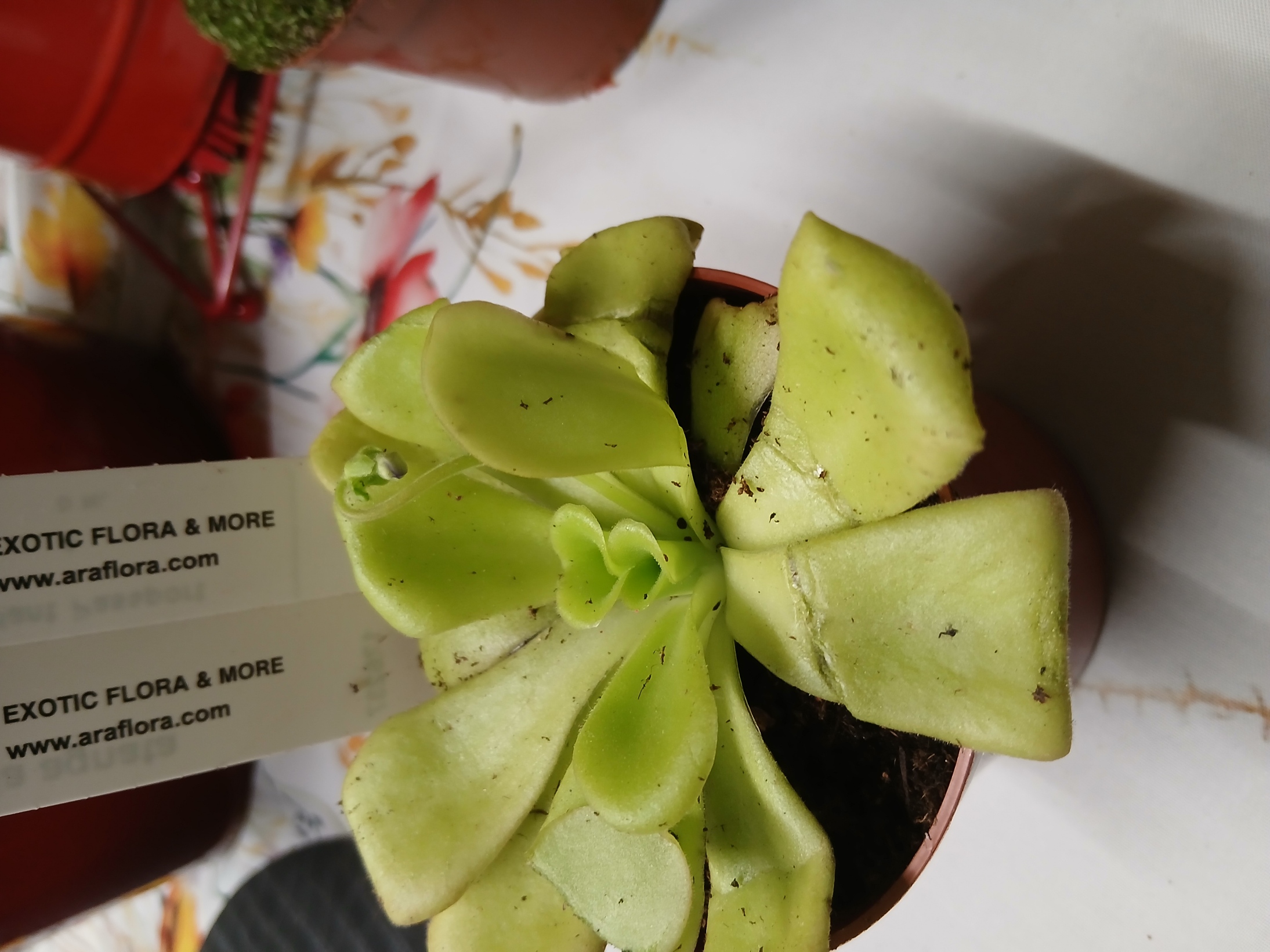 Pinguicula Agnata