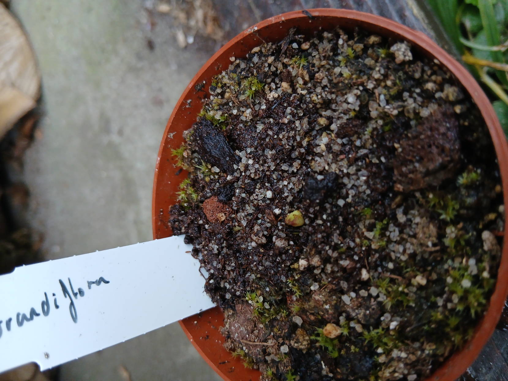 Pinguicula Grandiflora