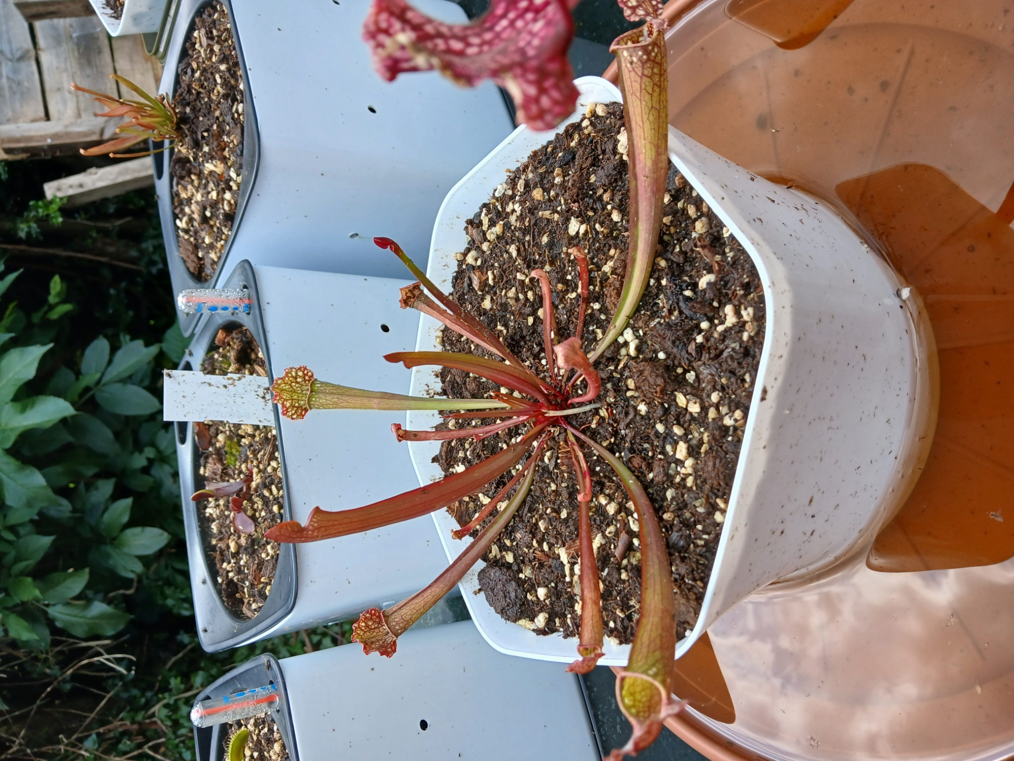 Sarracénia Juthatip Soper