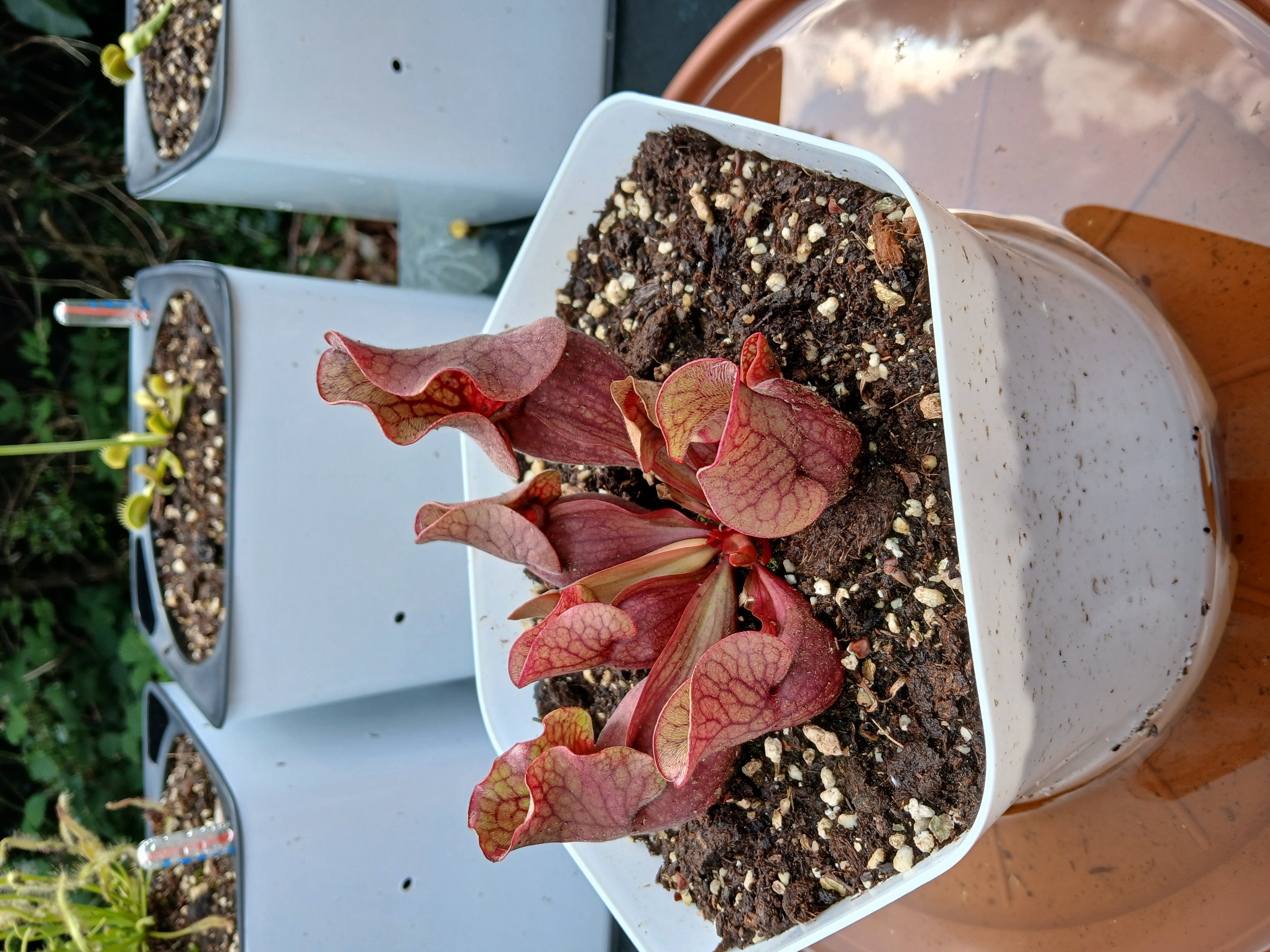 Sarracénia Purpurea Venosa