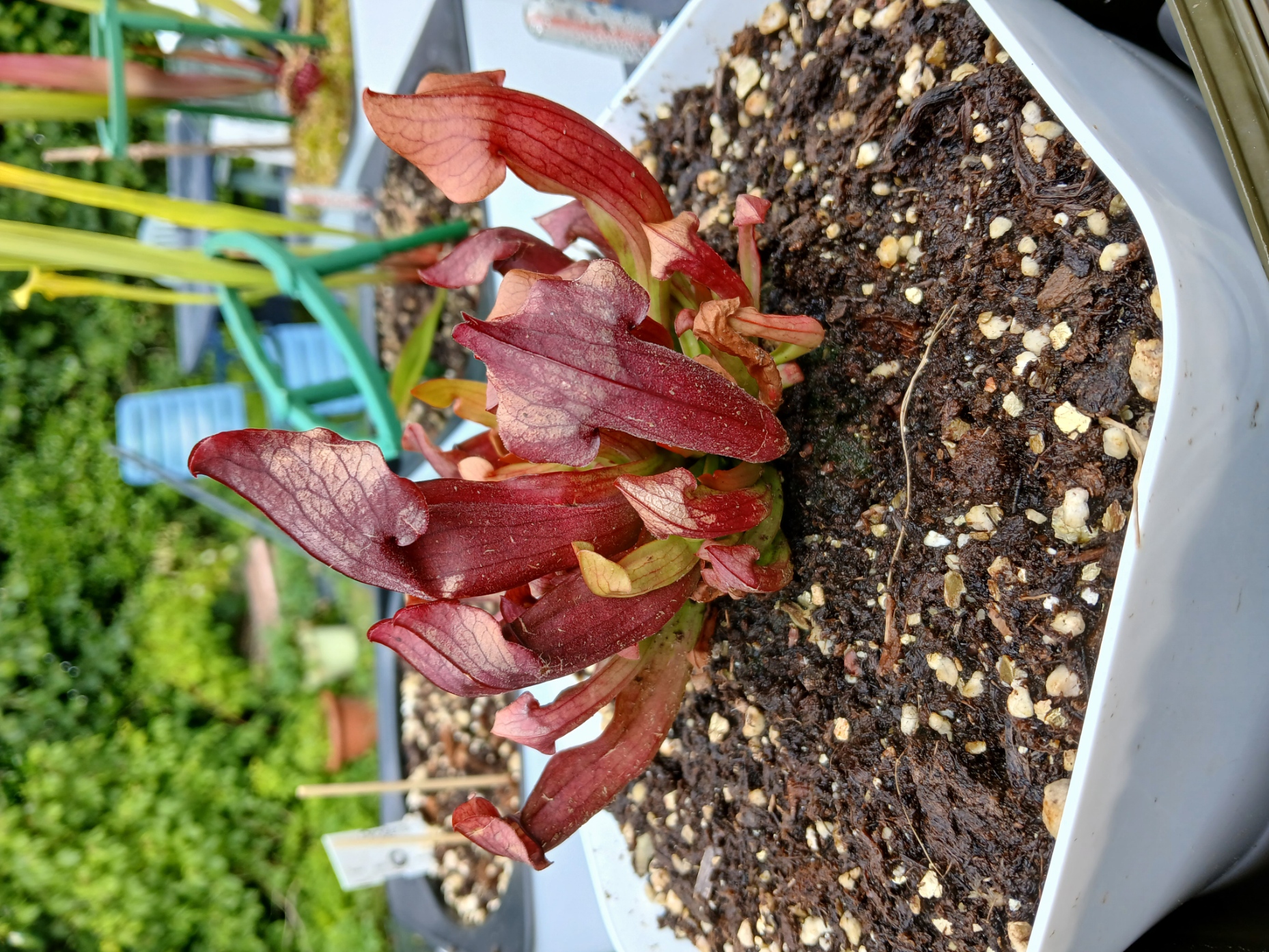 Sarracénia Maroon