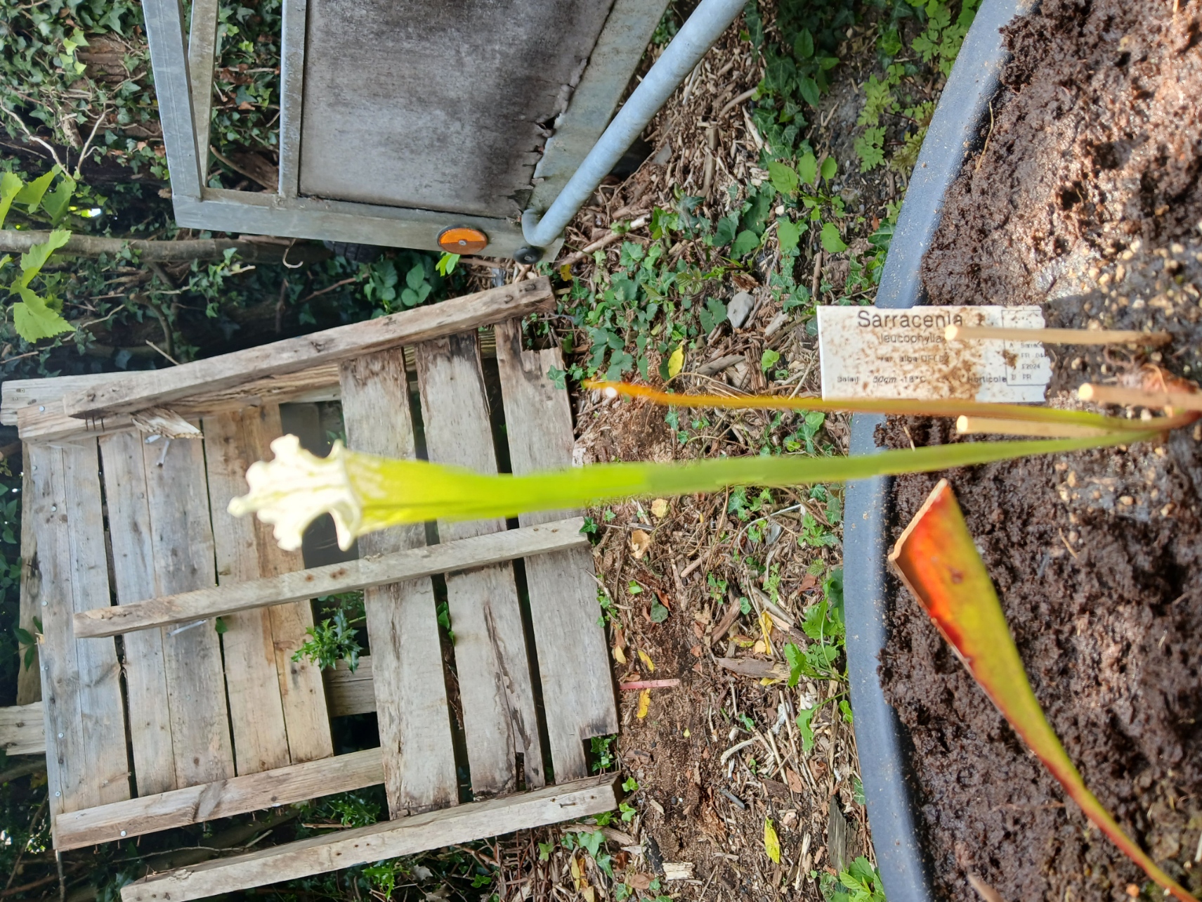 Sarracénia Leucophylla Alba