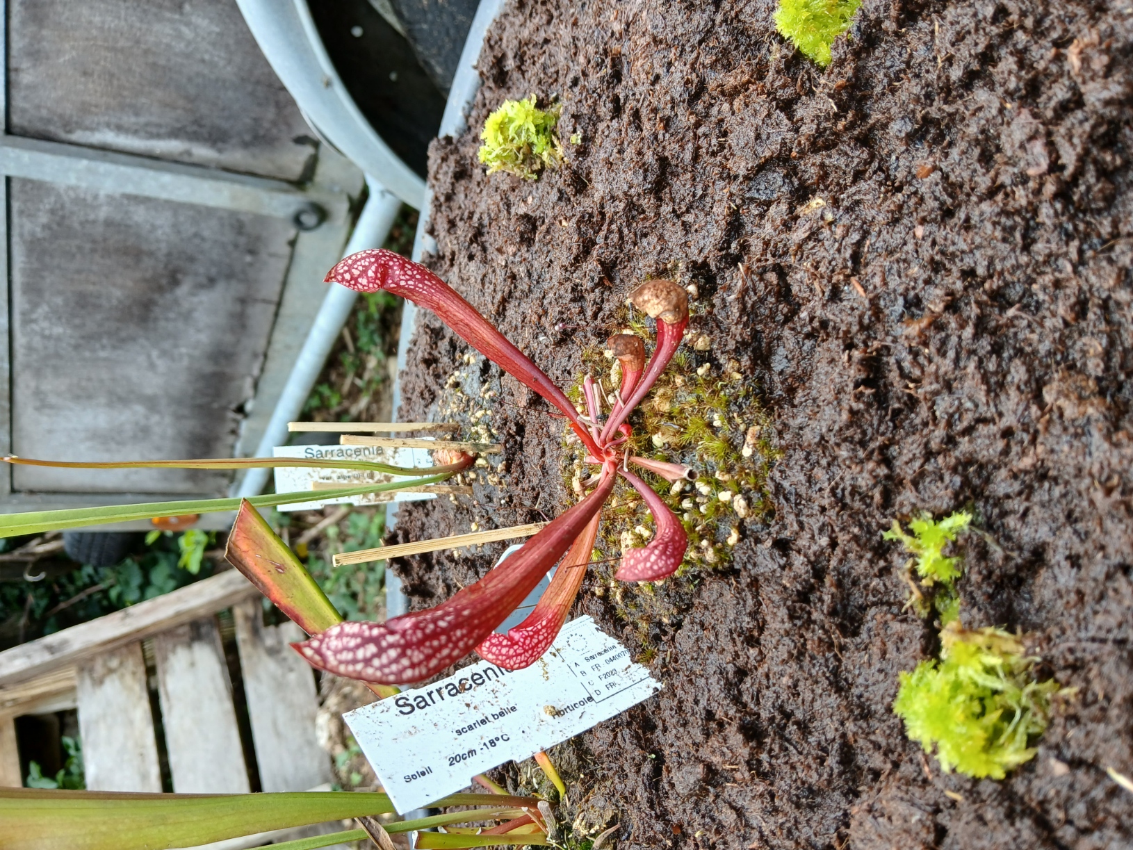 Sarracénia Scarlet Belle