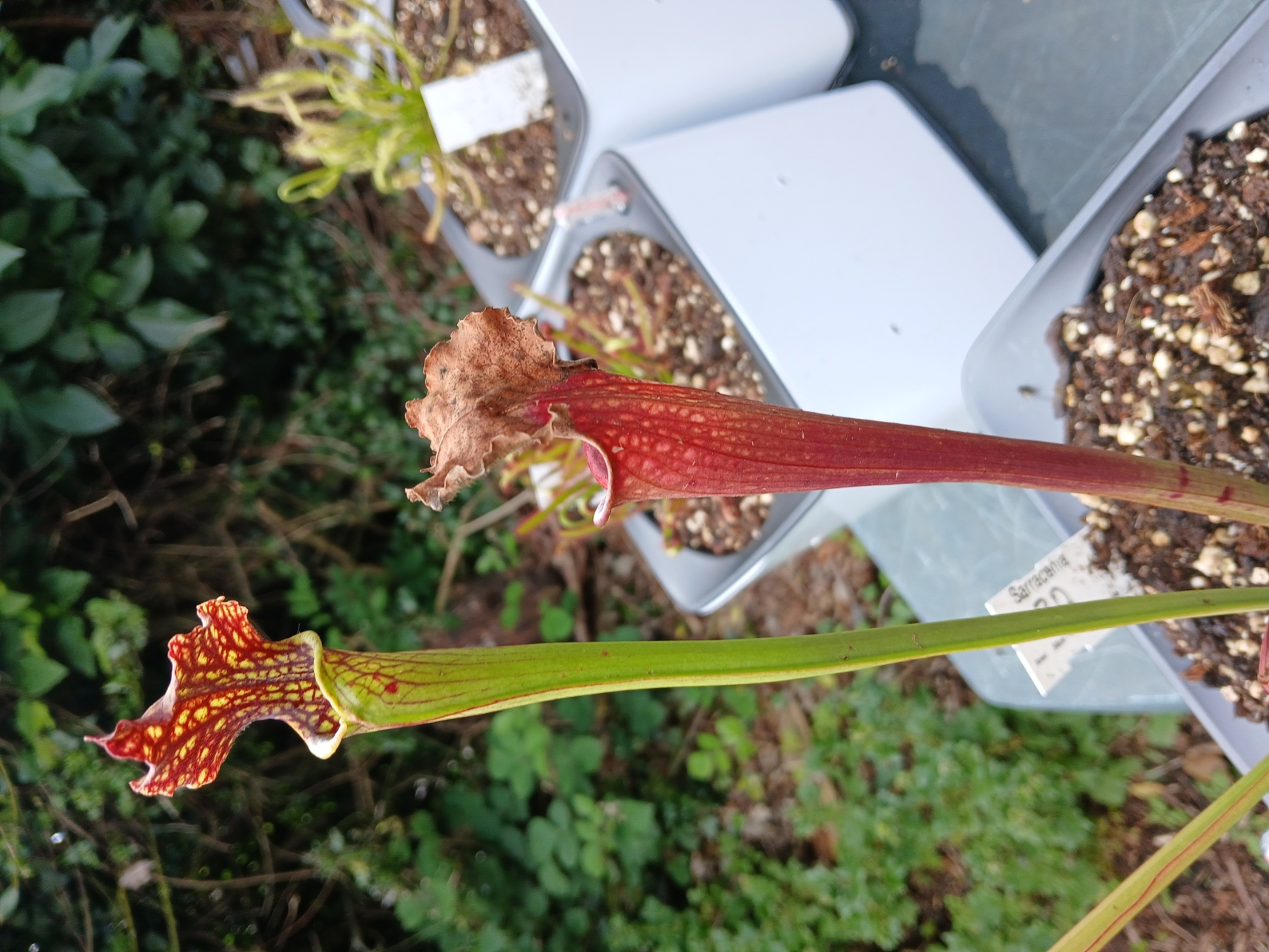 Sarracénia Farnhamii