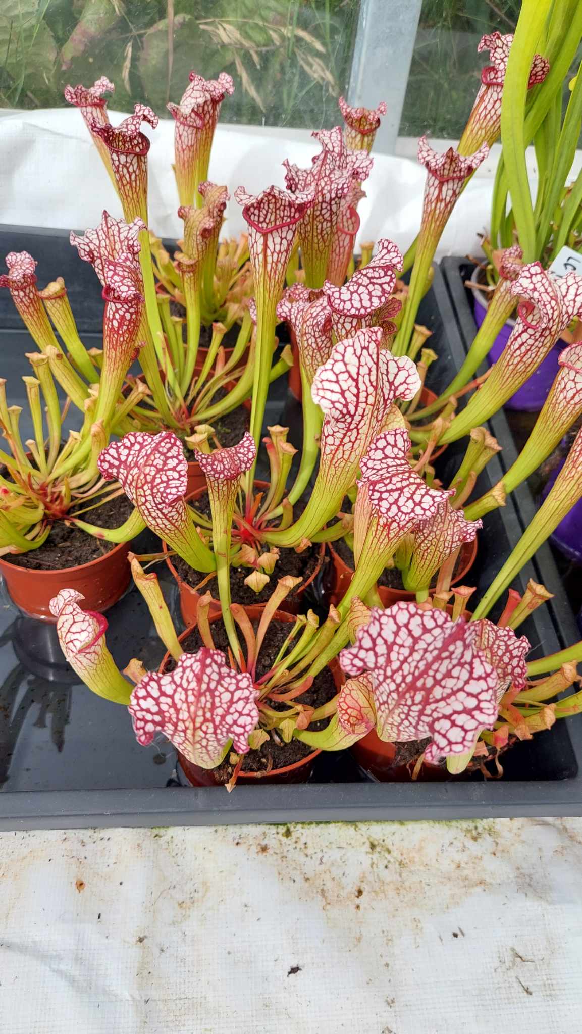 Sarracénia Leucophylla