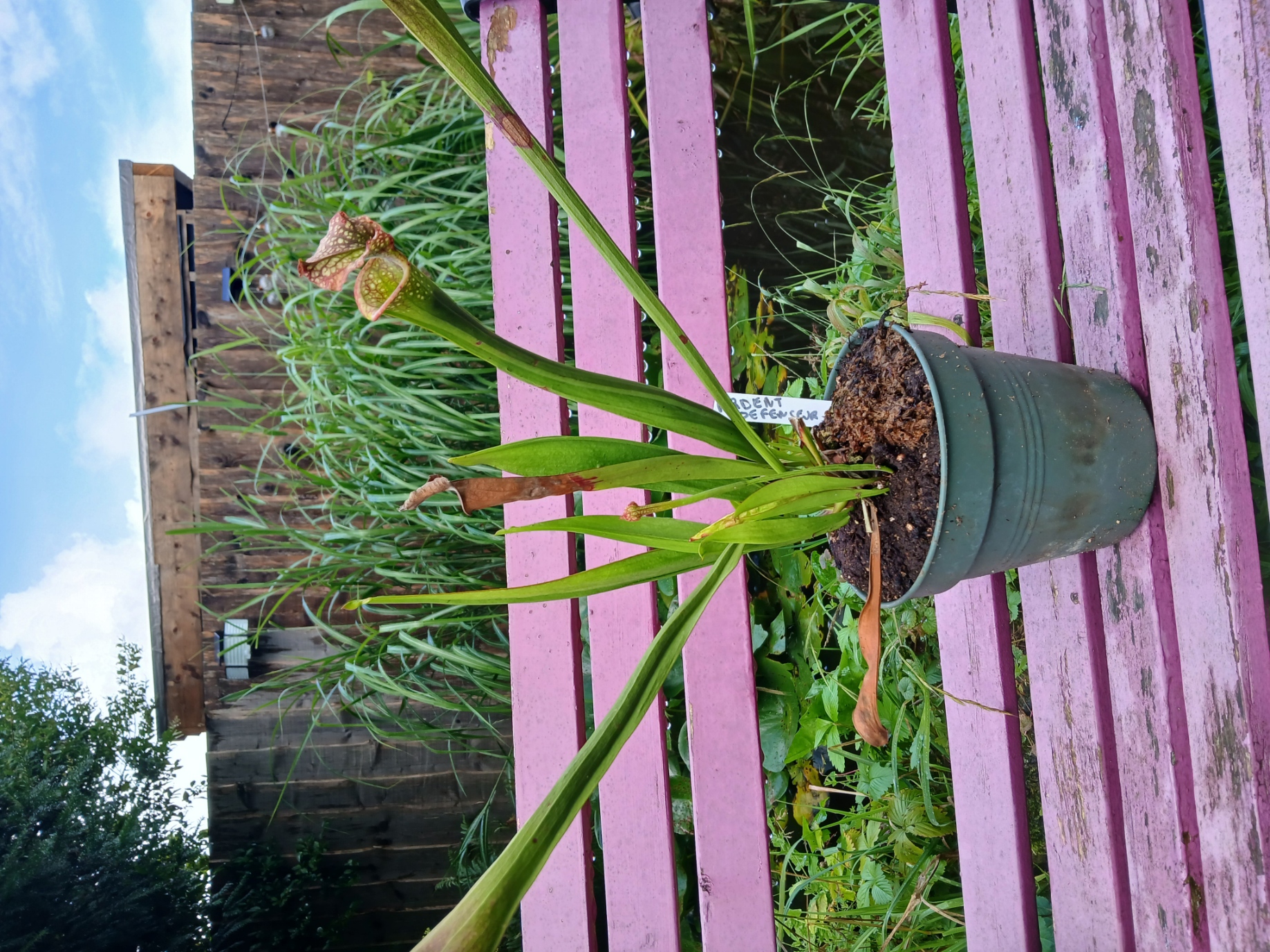 Sarracénia LG Mega ardente