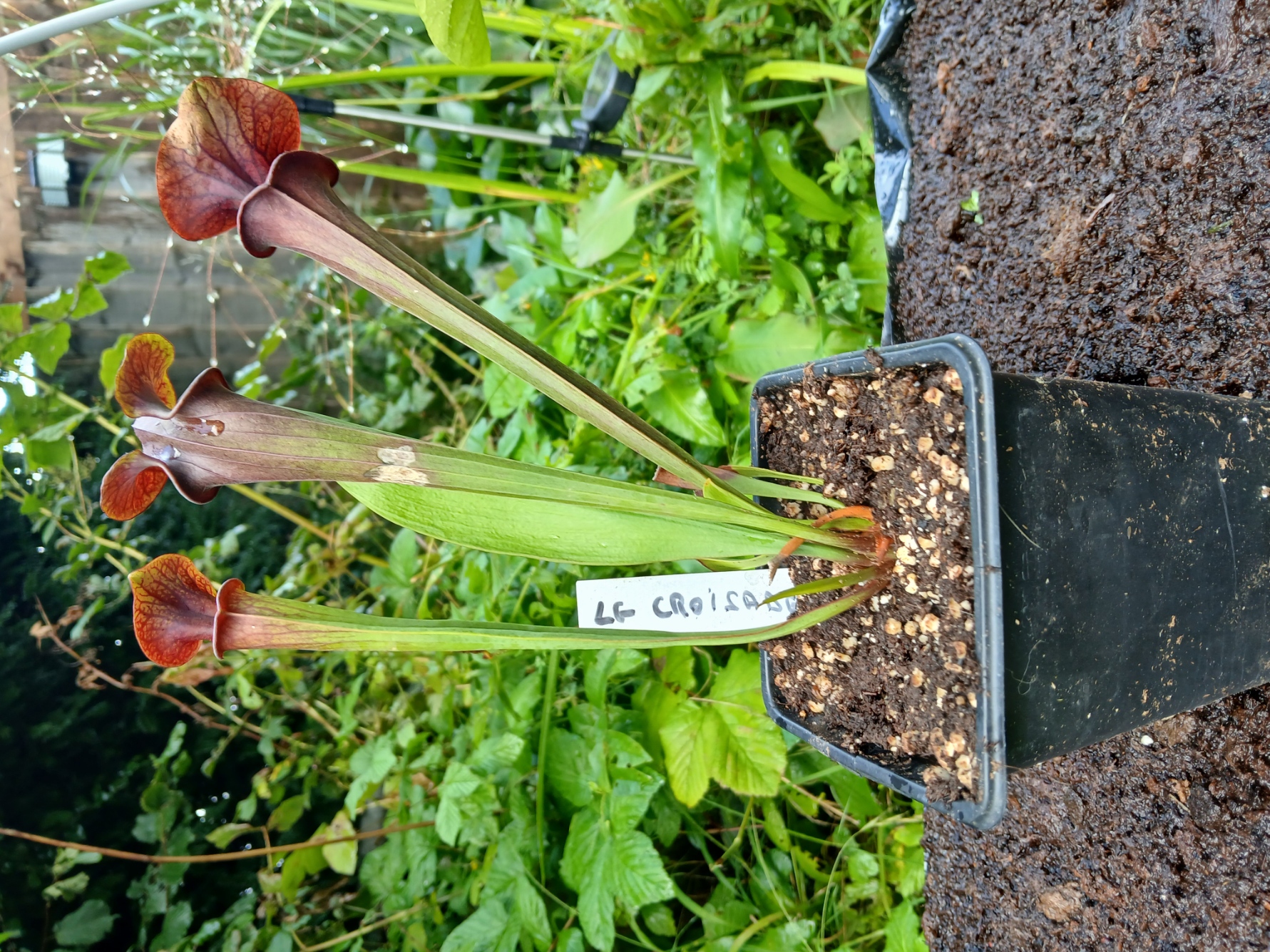 Sarracénia LG Croisade