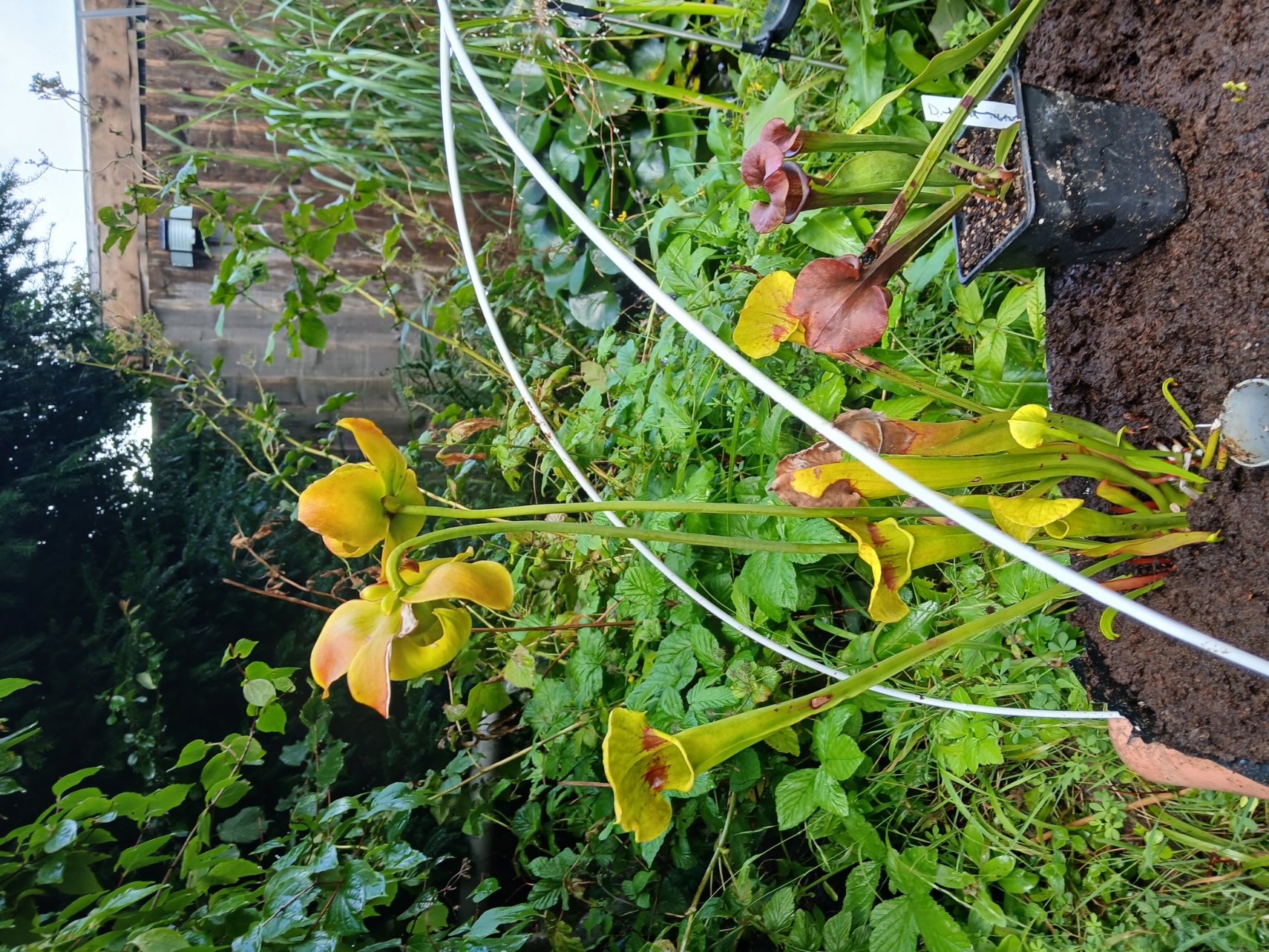 Sarracénia LG Gourroux Vengeur