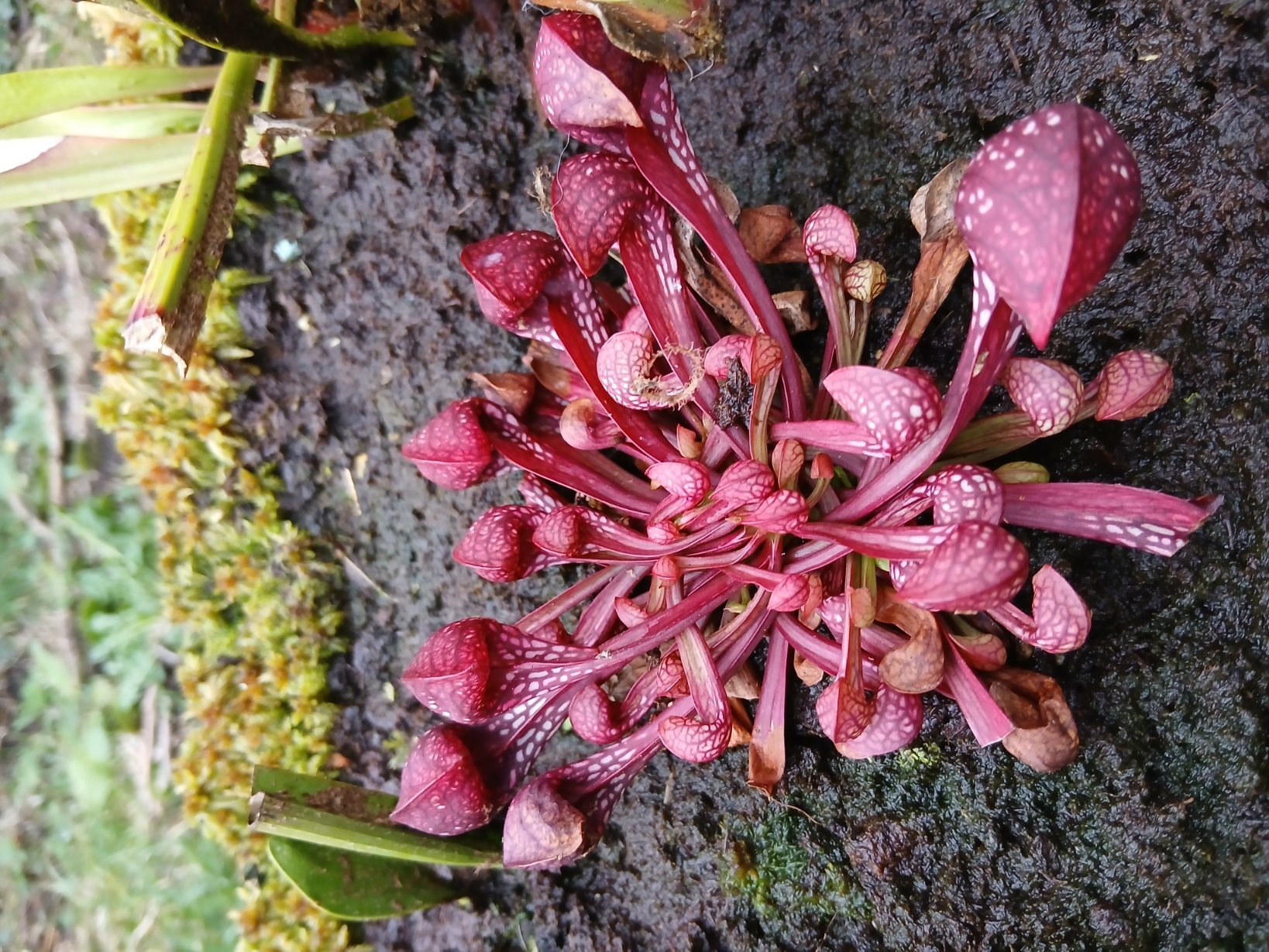 Sarracénia Psittacina