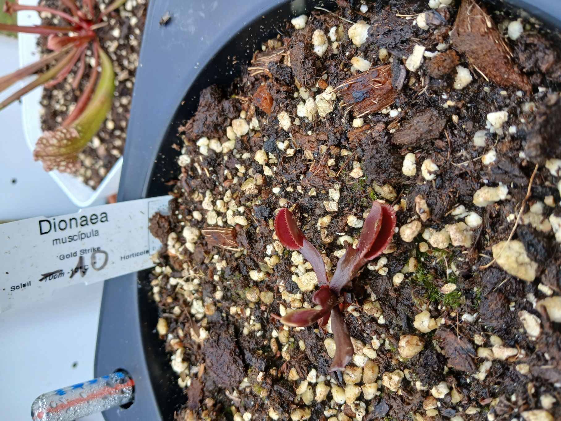 Dioneae Muscipula var Gold Strike