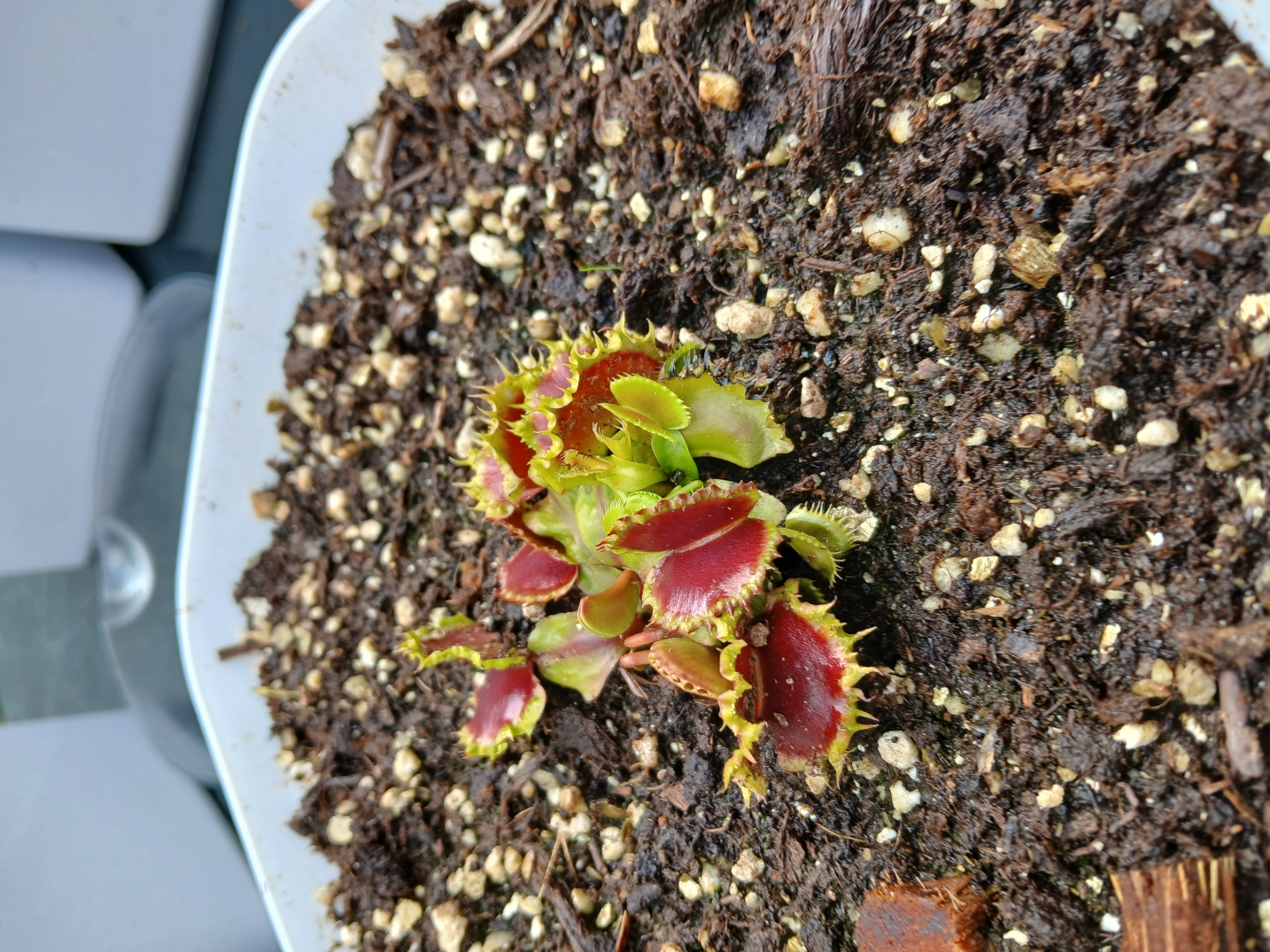 Dioneae Muscipula Chinese Dumpling