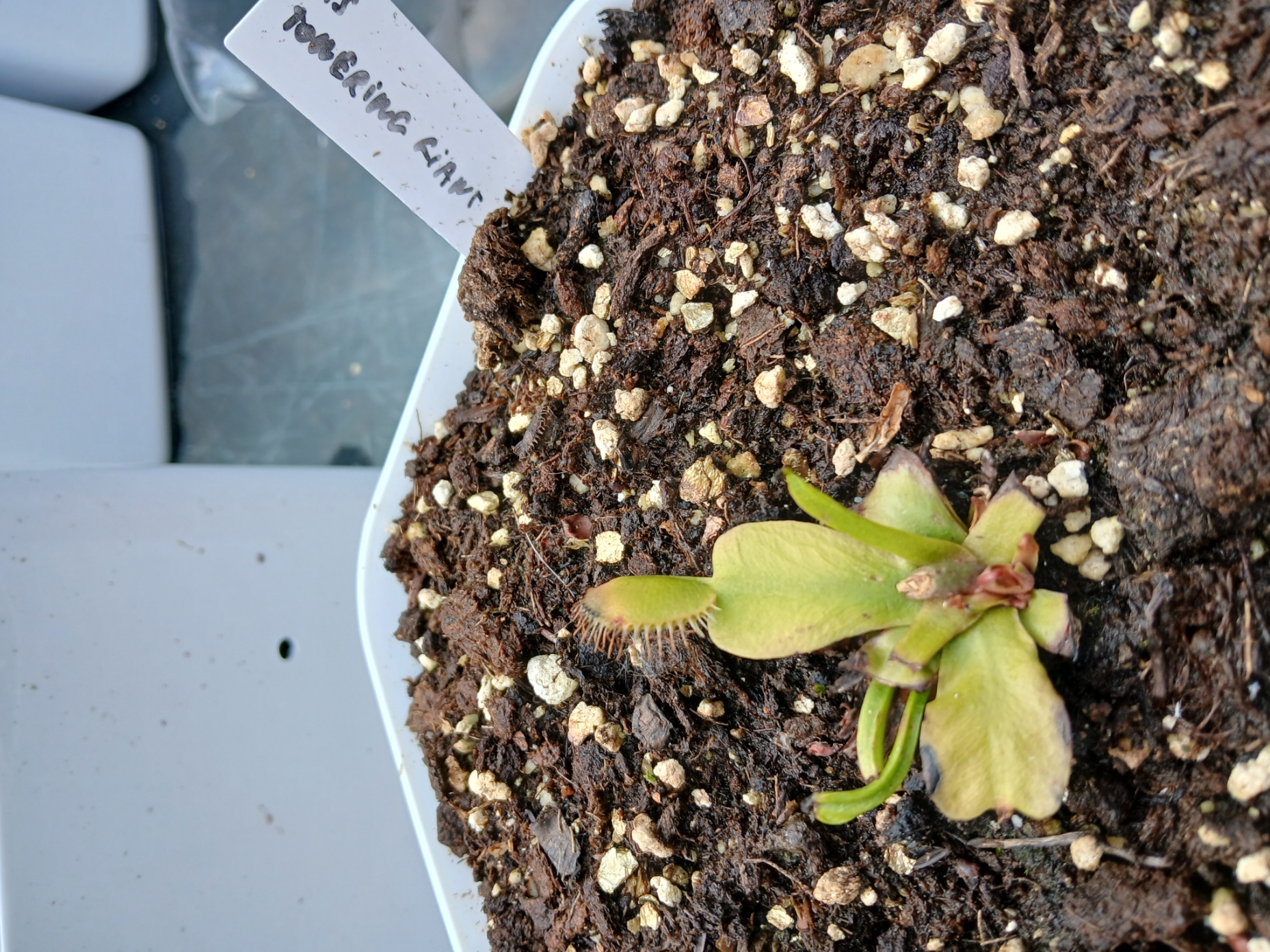 Dioneae Muscipula FTS Towering Giant