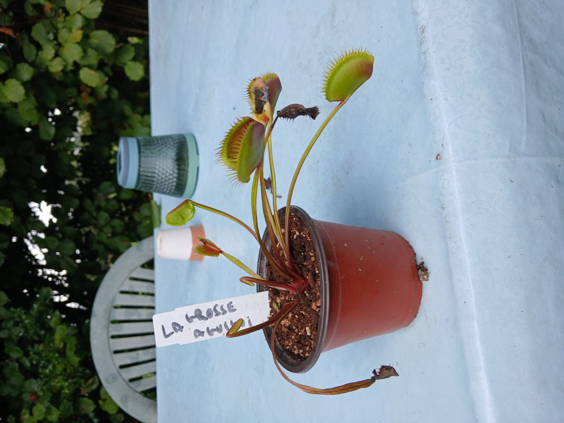 Dioneae Muscipula La Grosse à Guigui