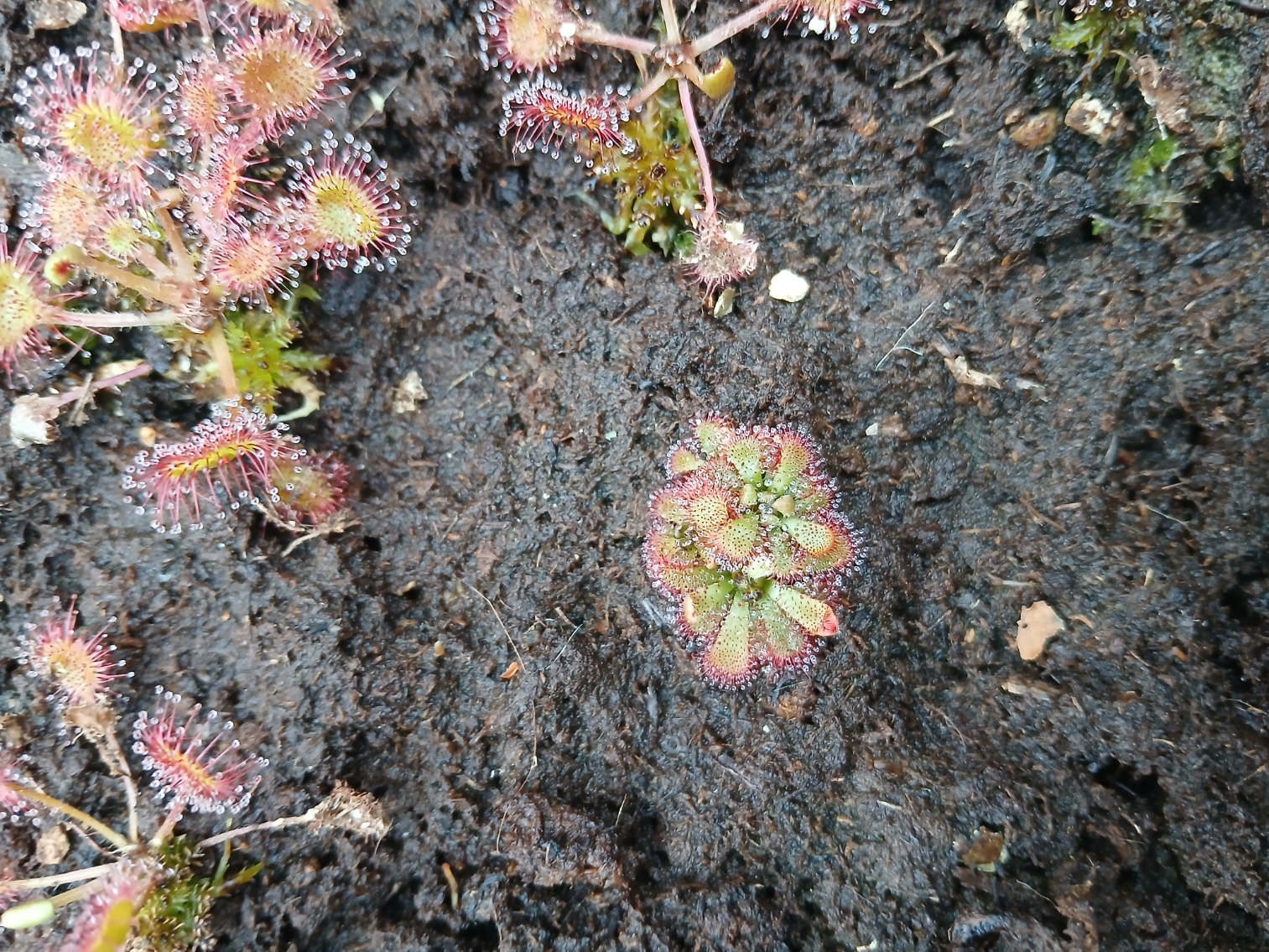 Droséra Aliciae