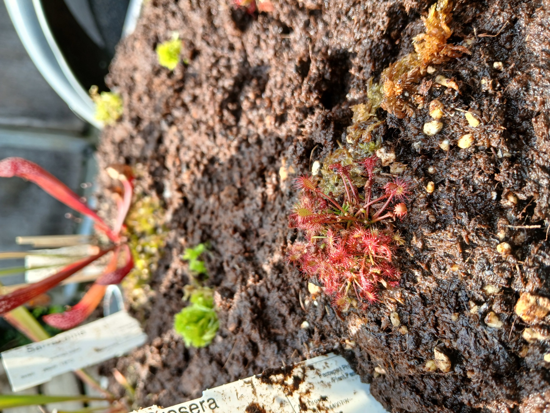 Droséra Intermédia