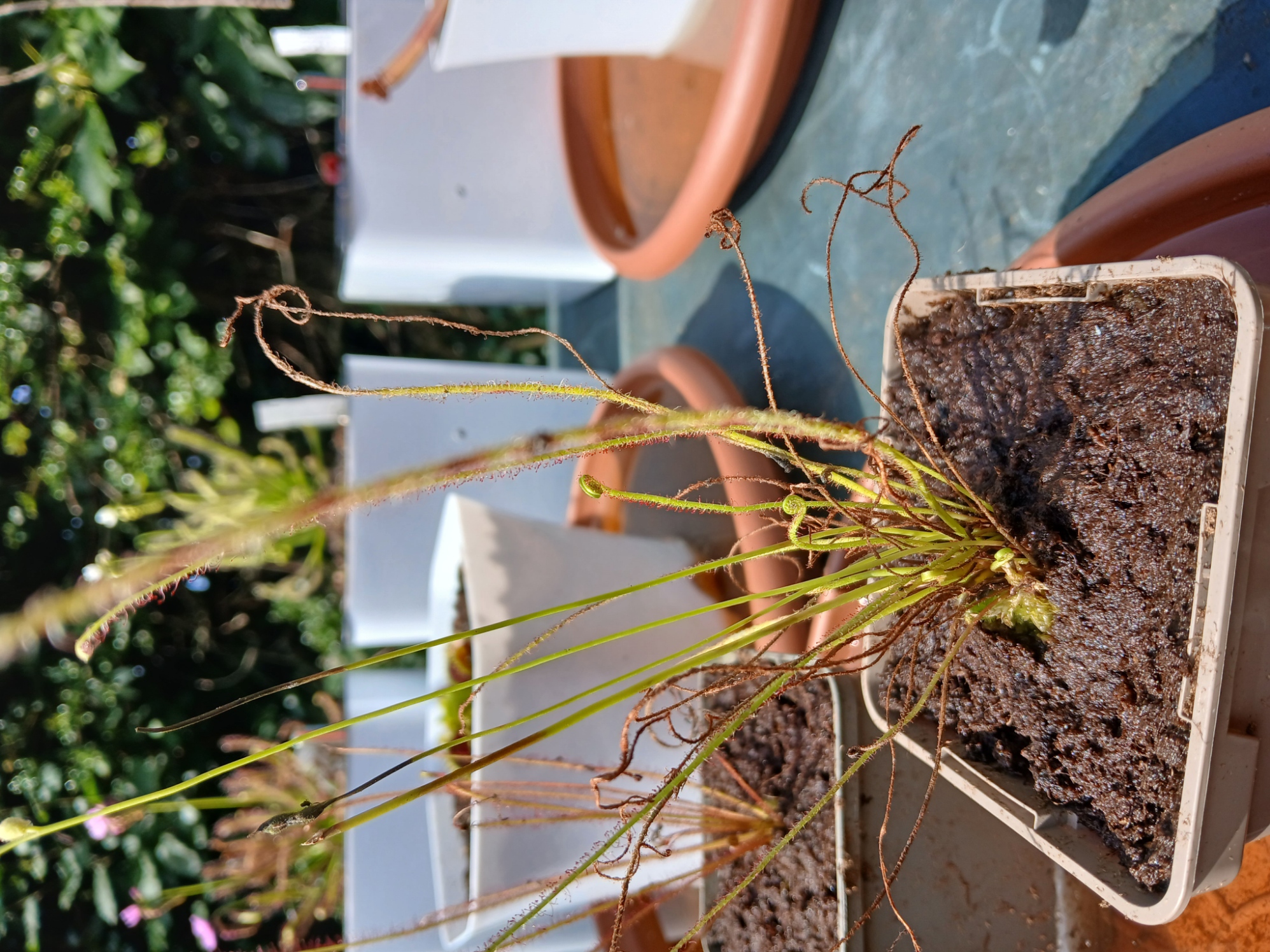 Drosera Filiformis