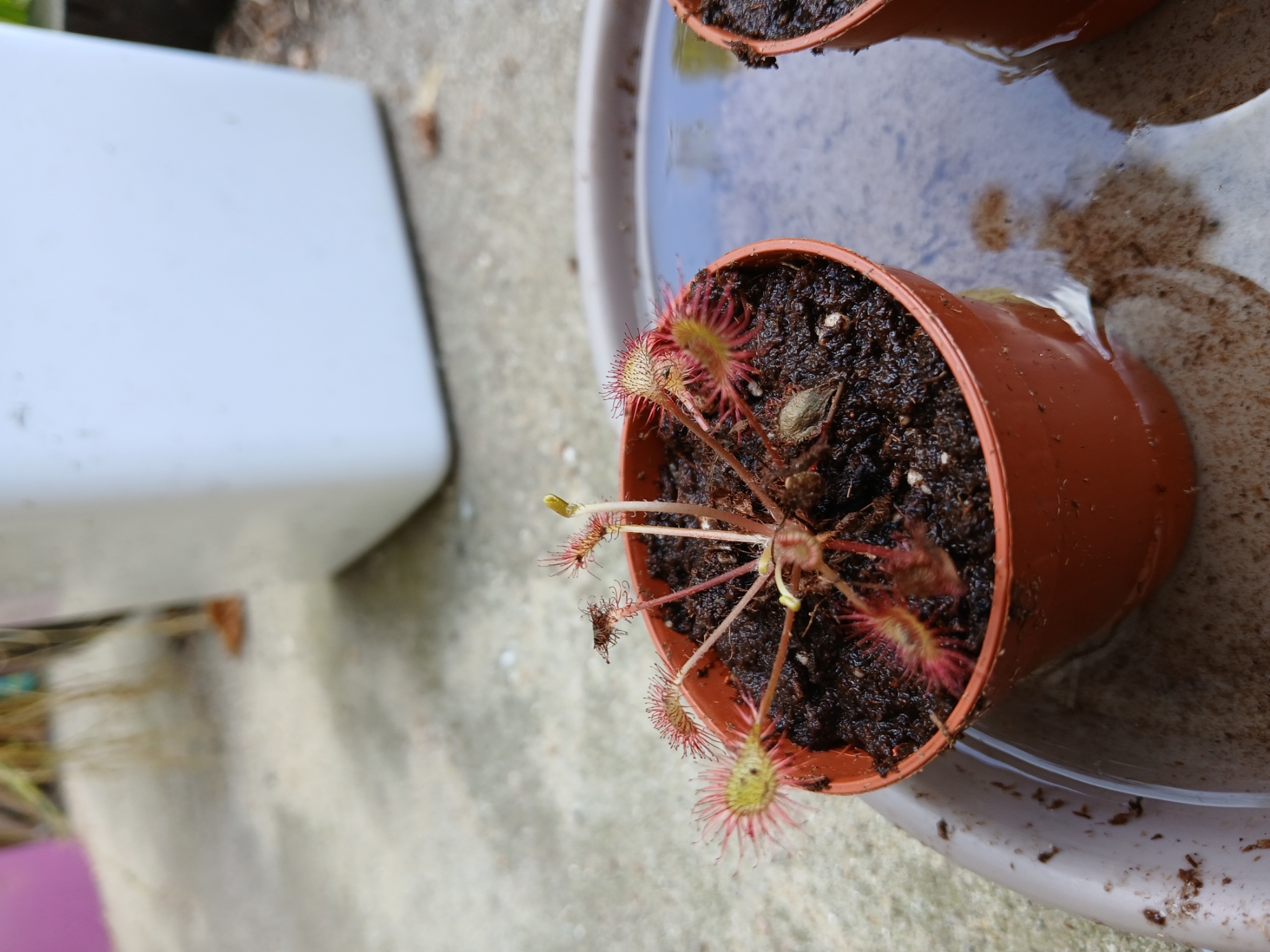 Droséra X Beleziana