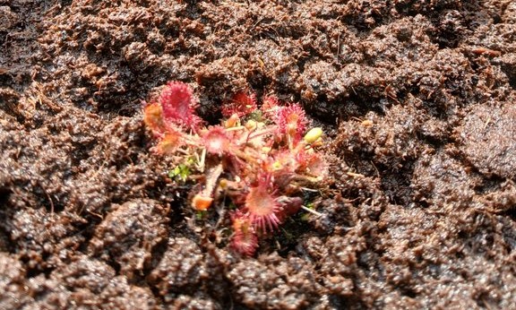 Droséra Rotundifolia