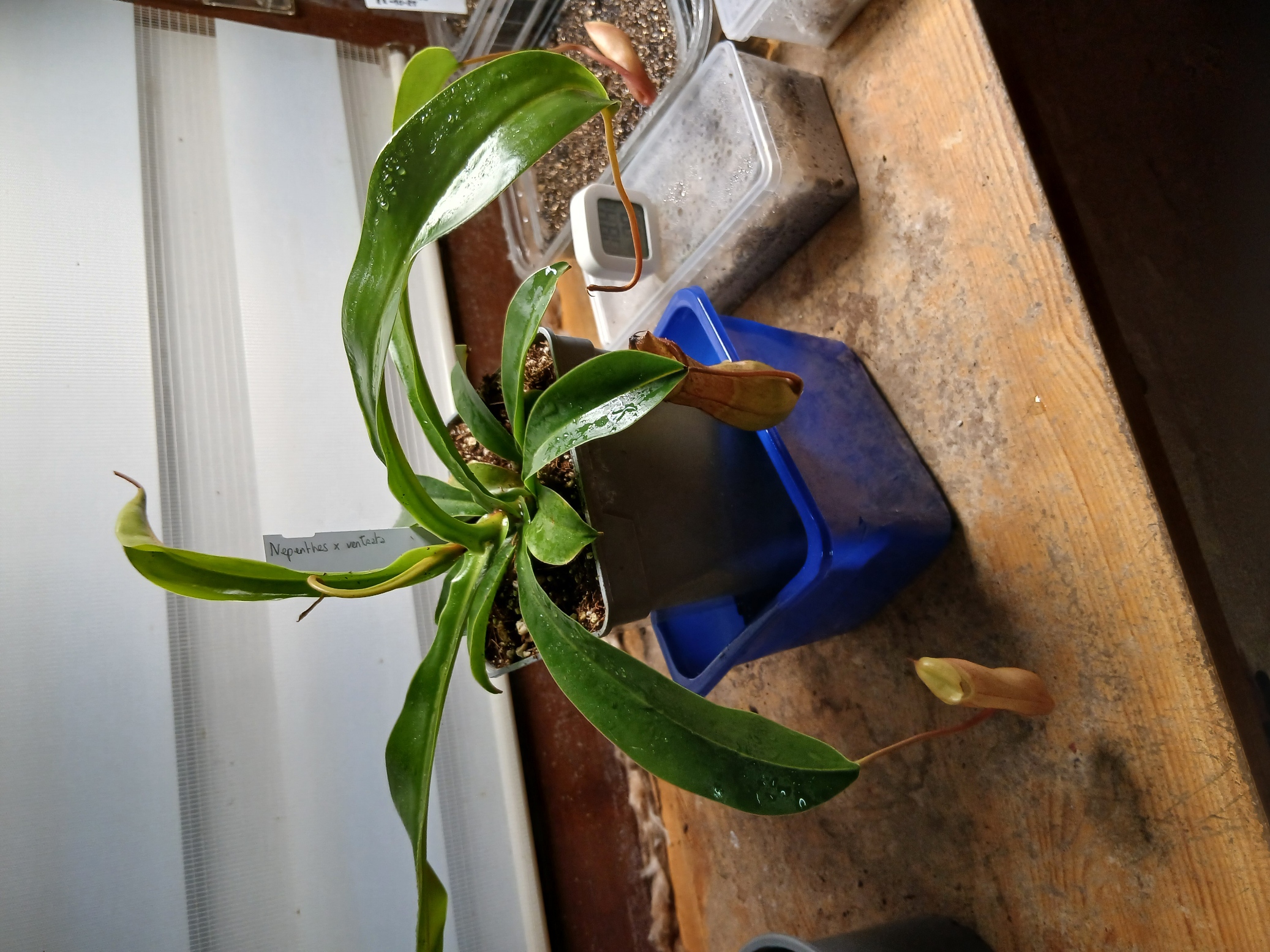 Nepenthes x-ventrata