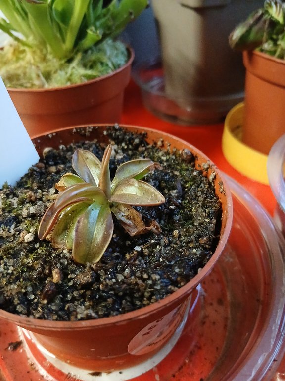 Pinguicula planifolia