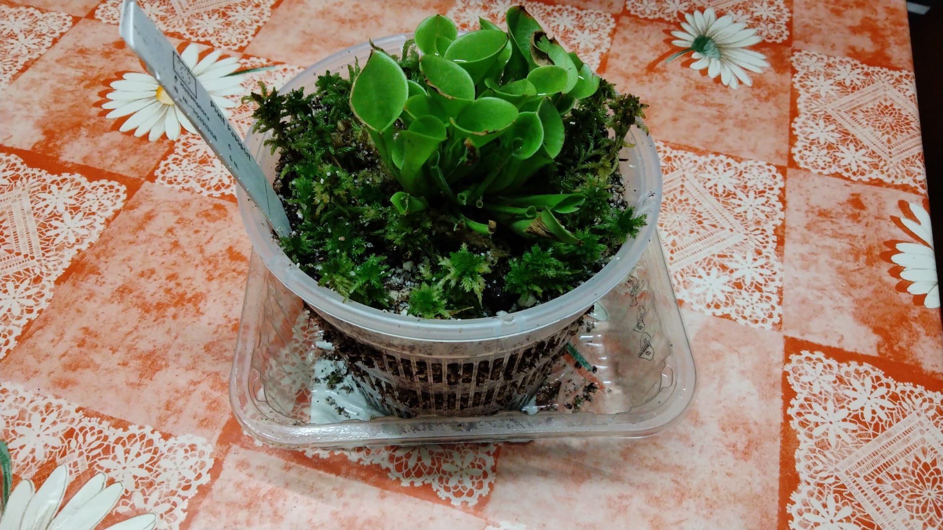 Heliamphora Minor