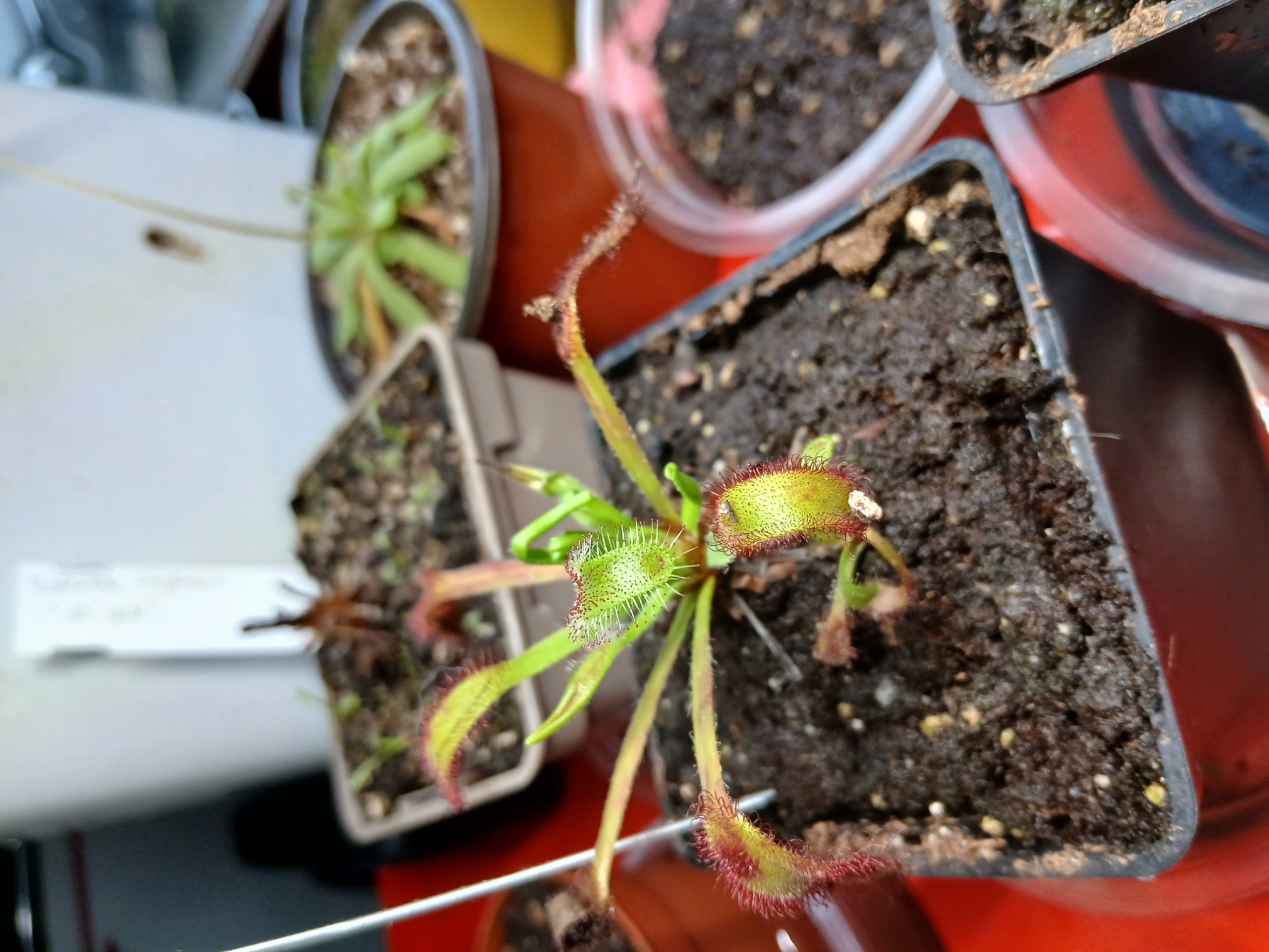 Drosera hercules
