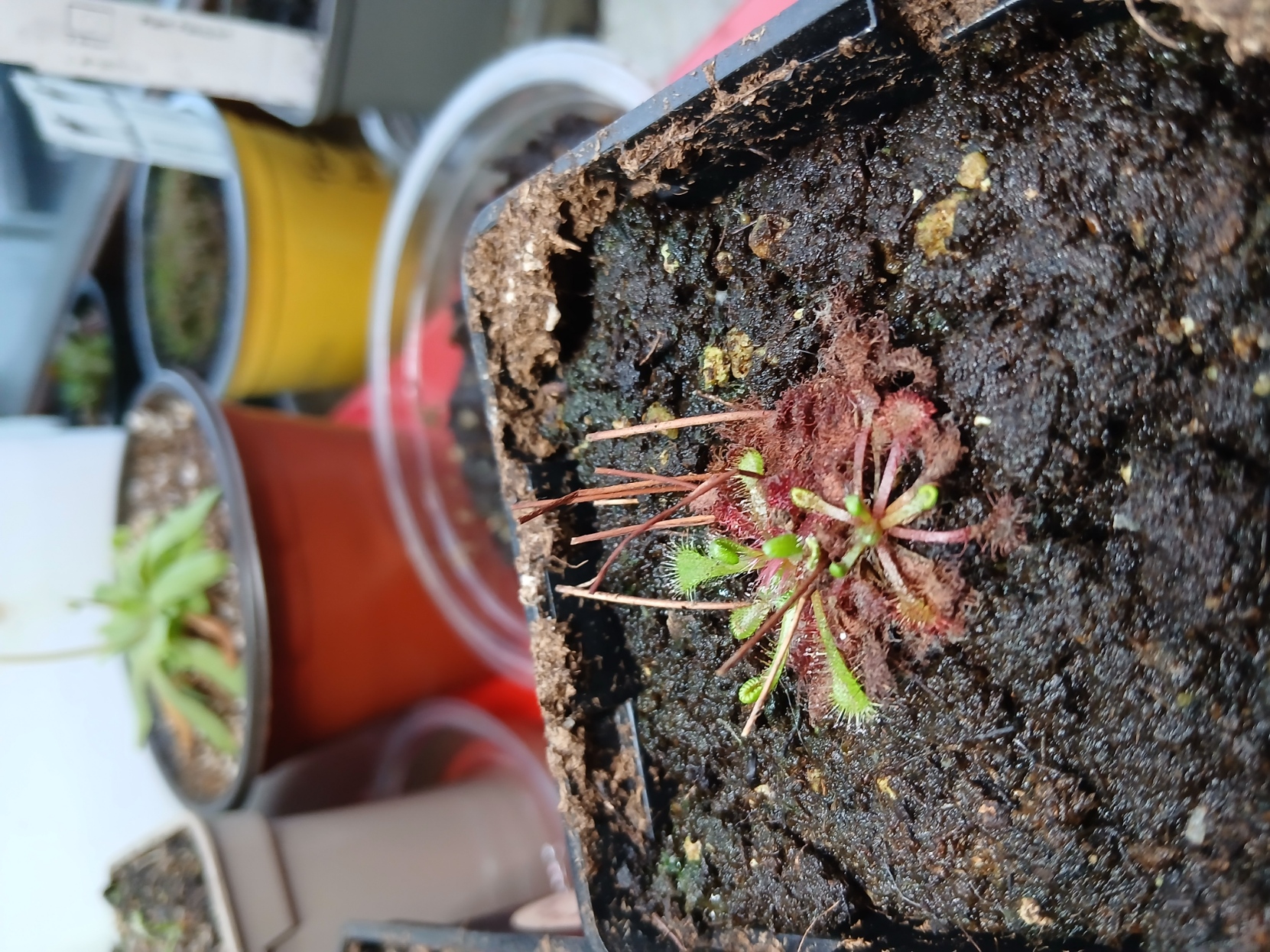 Drosera spatulata