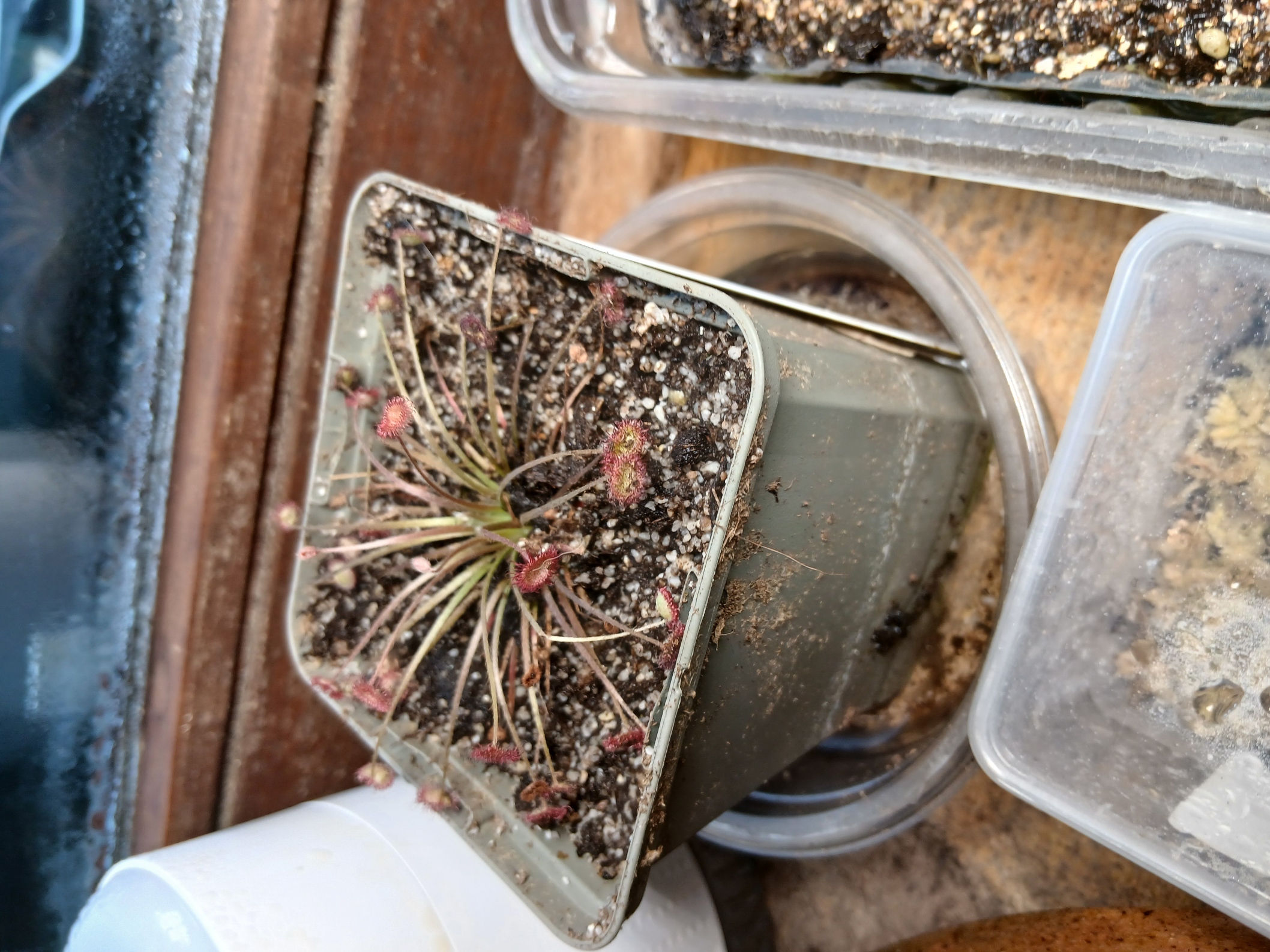 Drosera paradoxa