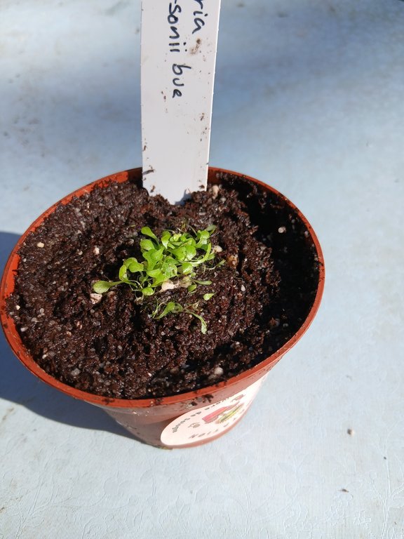 Utricularia sandersonii blue