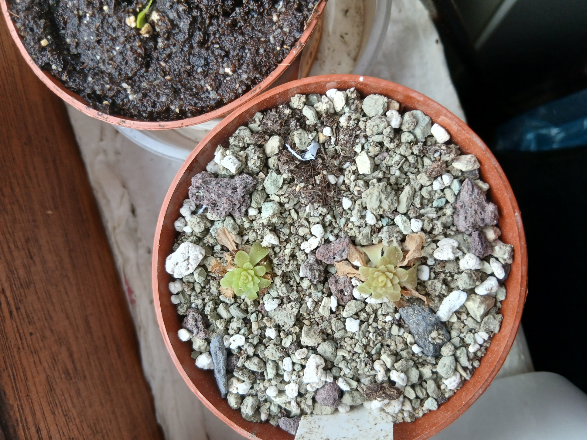 Pinguicula Moranensis