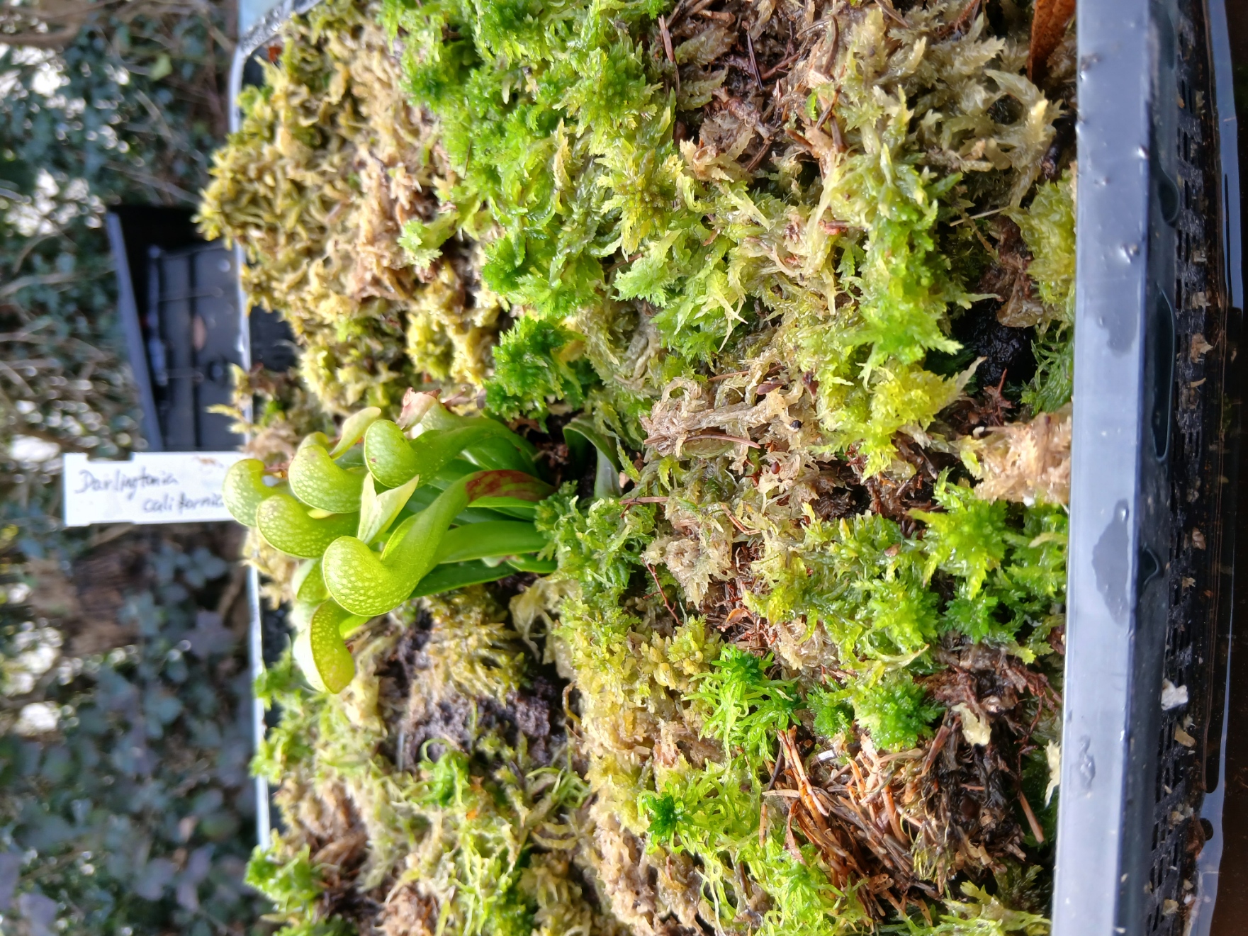 Darlingtonia carlifornica