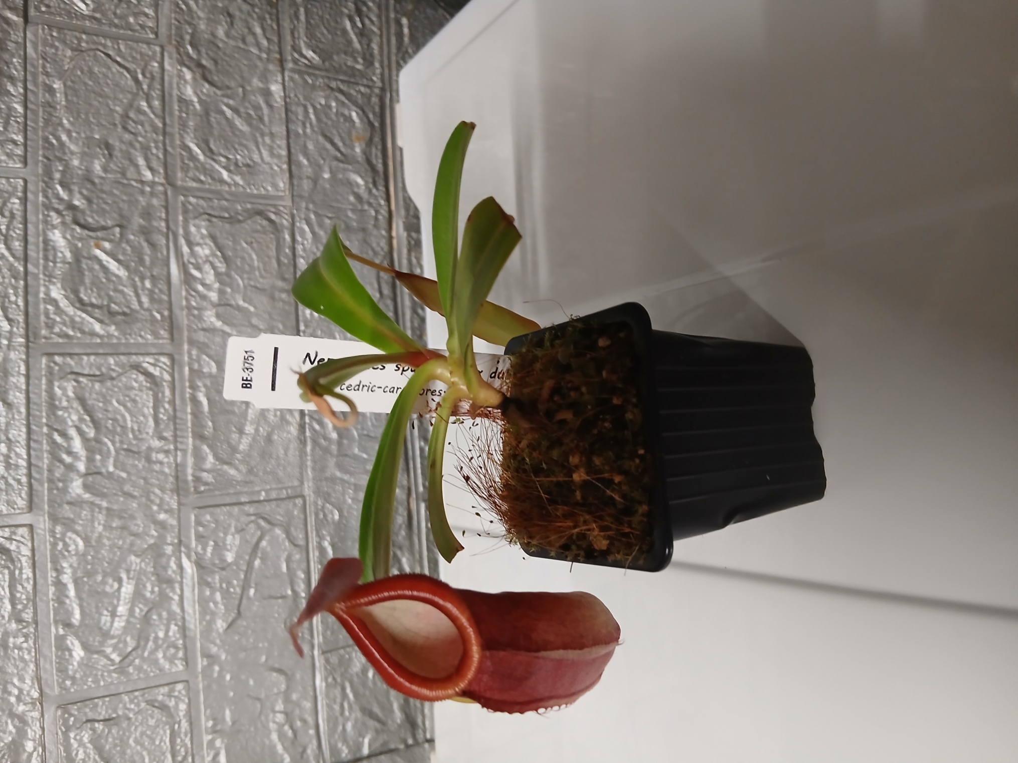 Nepenthes spathulata x dubia