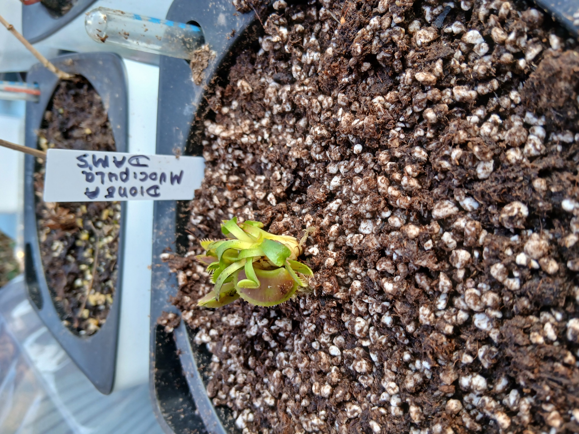 Dioneae Muscipula dam's