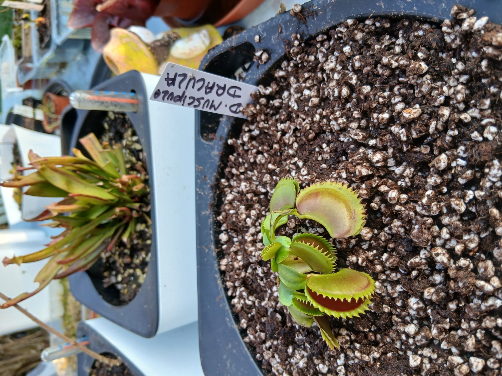 Dioneae Muscipula Dracula