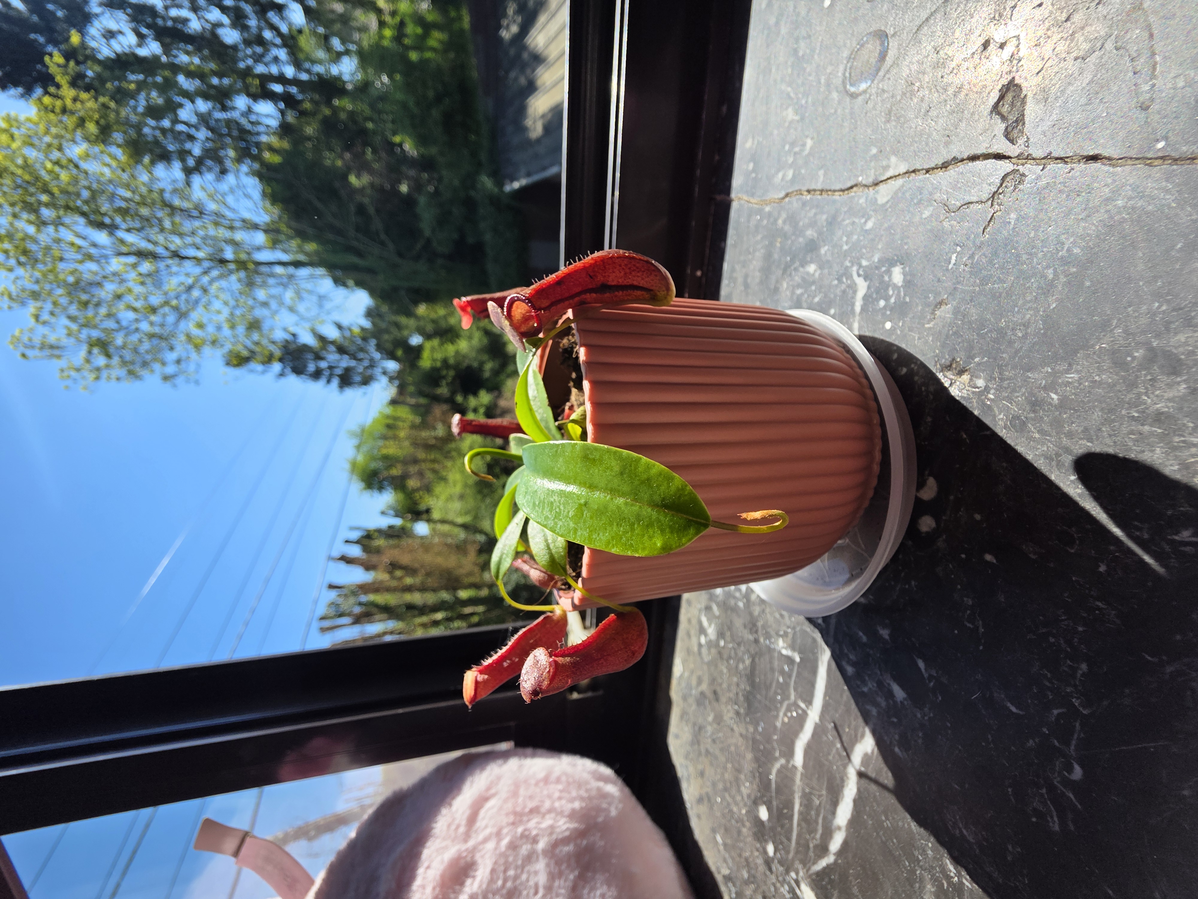 Bloody Mary