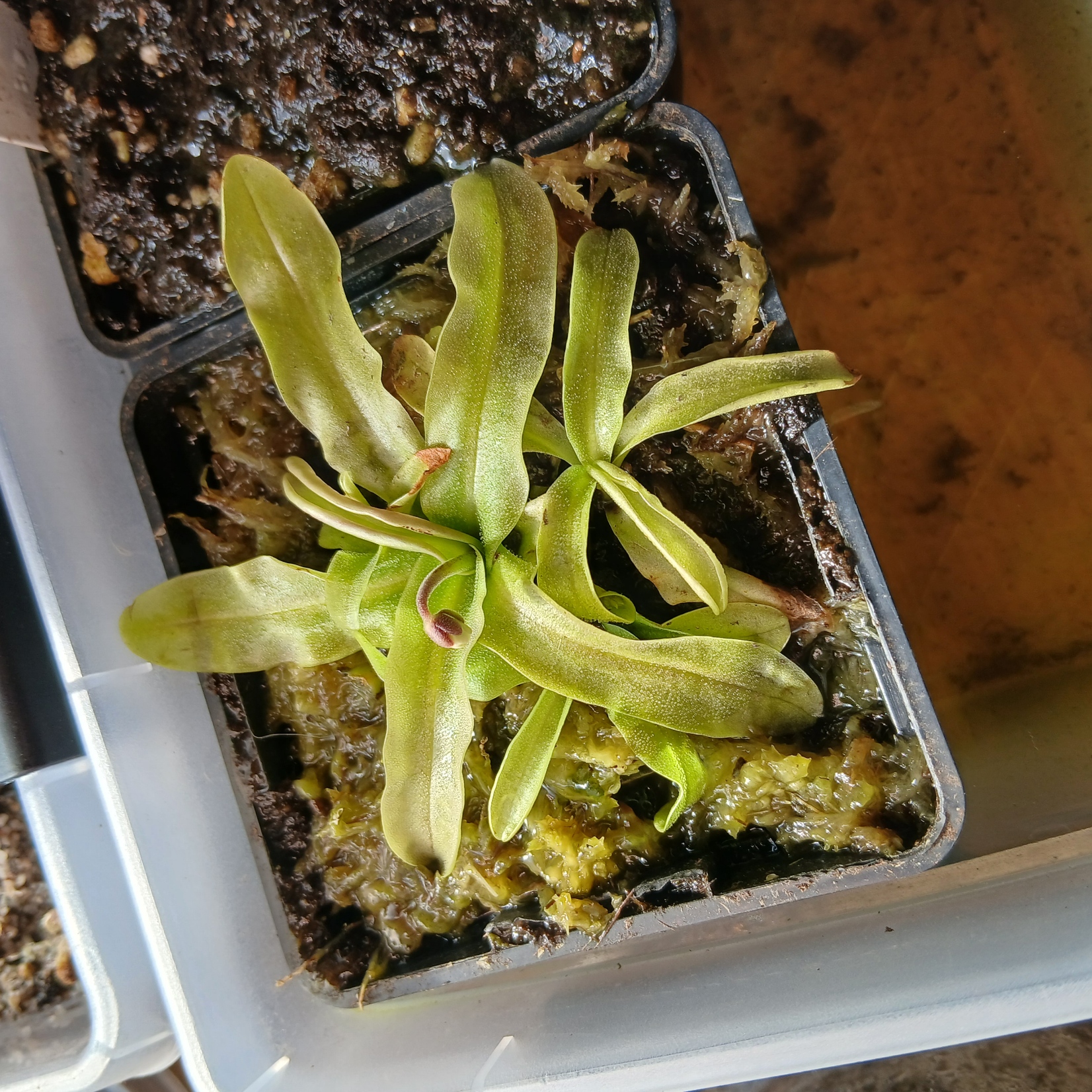 Pinguicula Primuliflora 'rose'