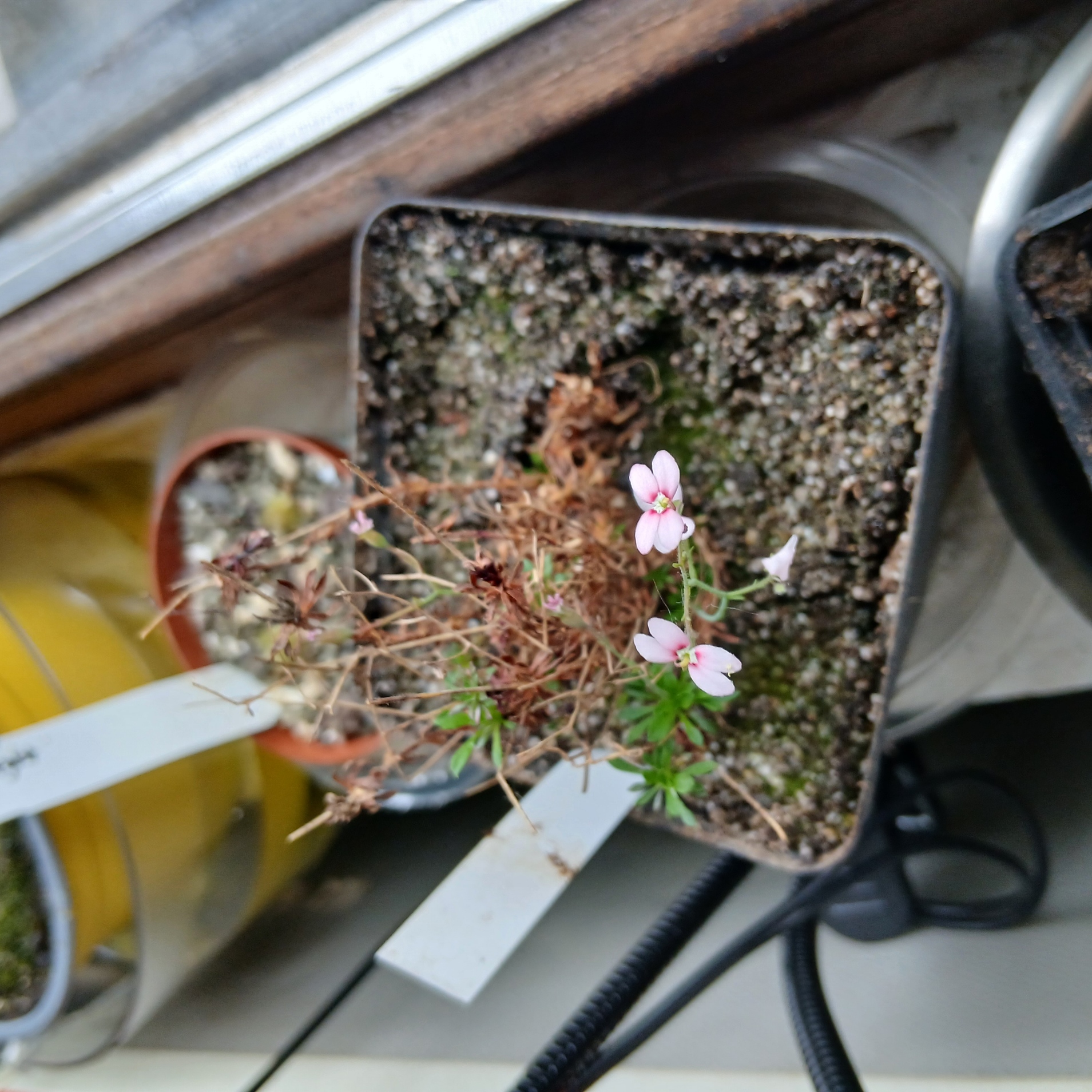 Stylidium irenea