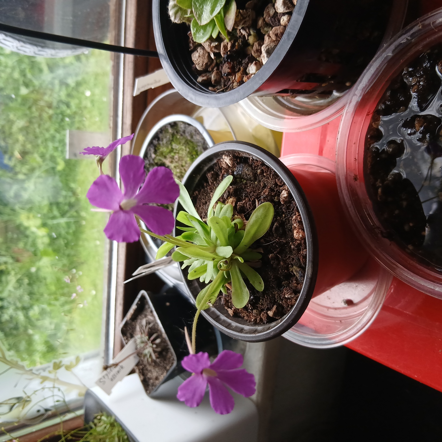 Pinguicula Anna