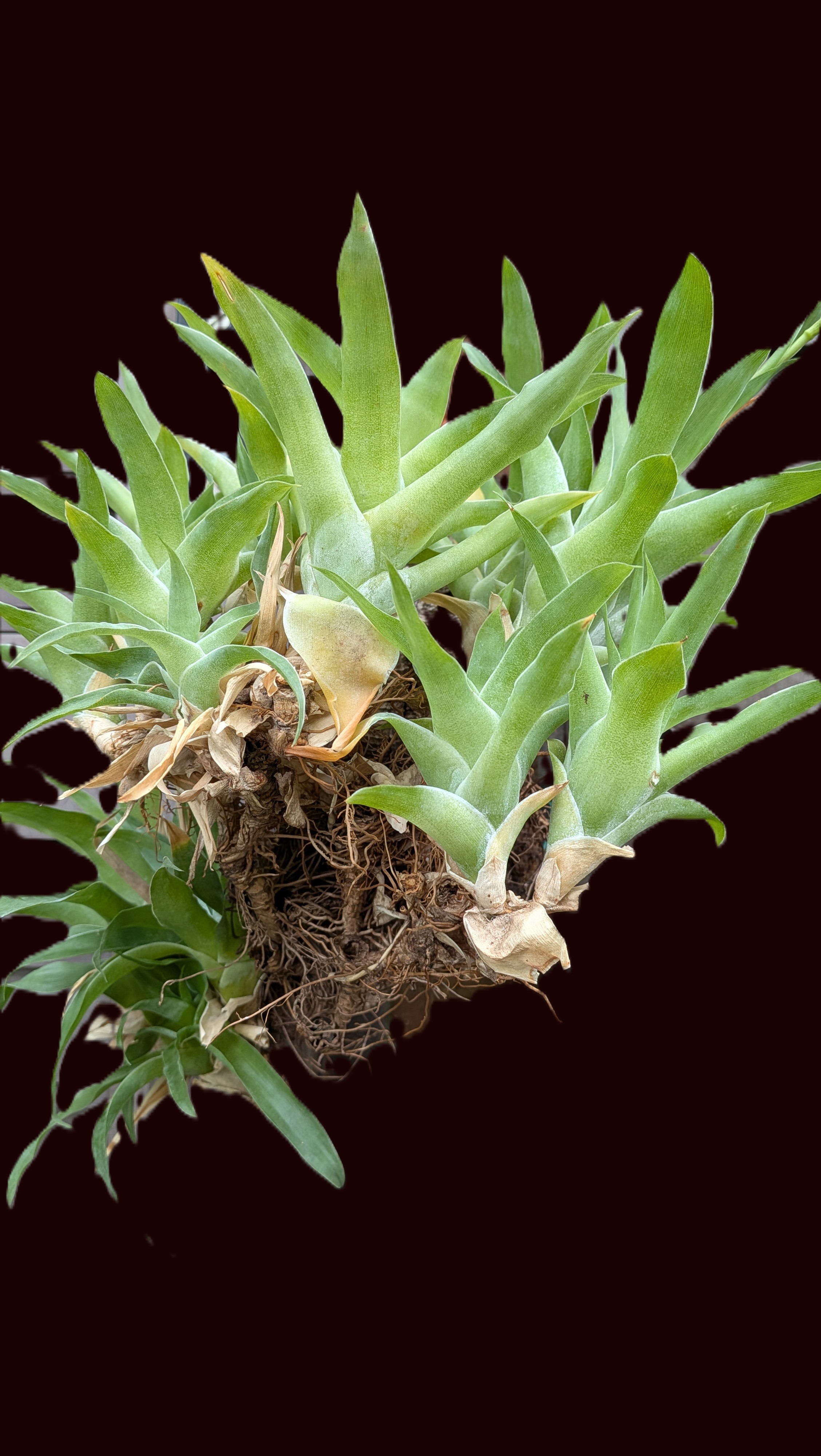 Catopsis berteroniana