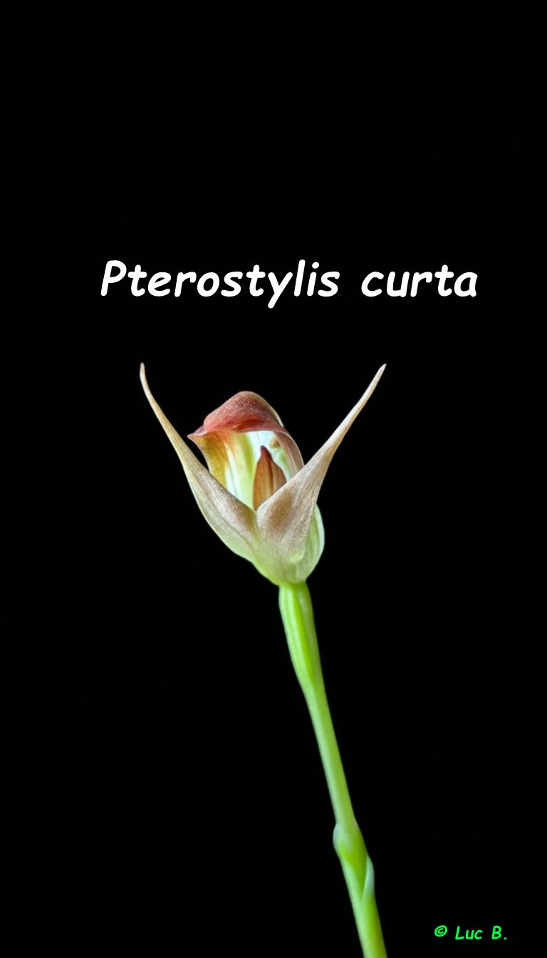 Pterostylis curta
