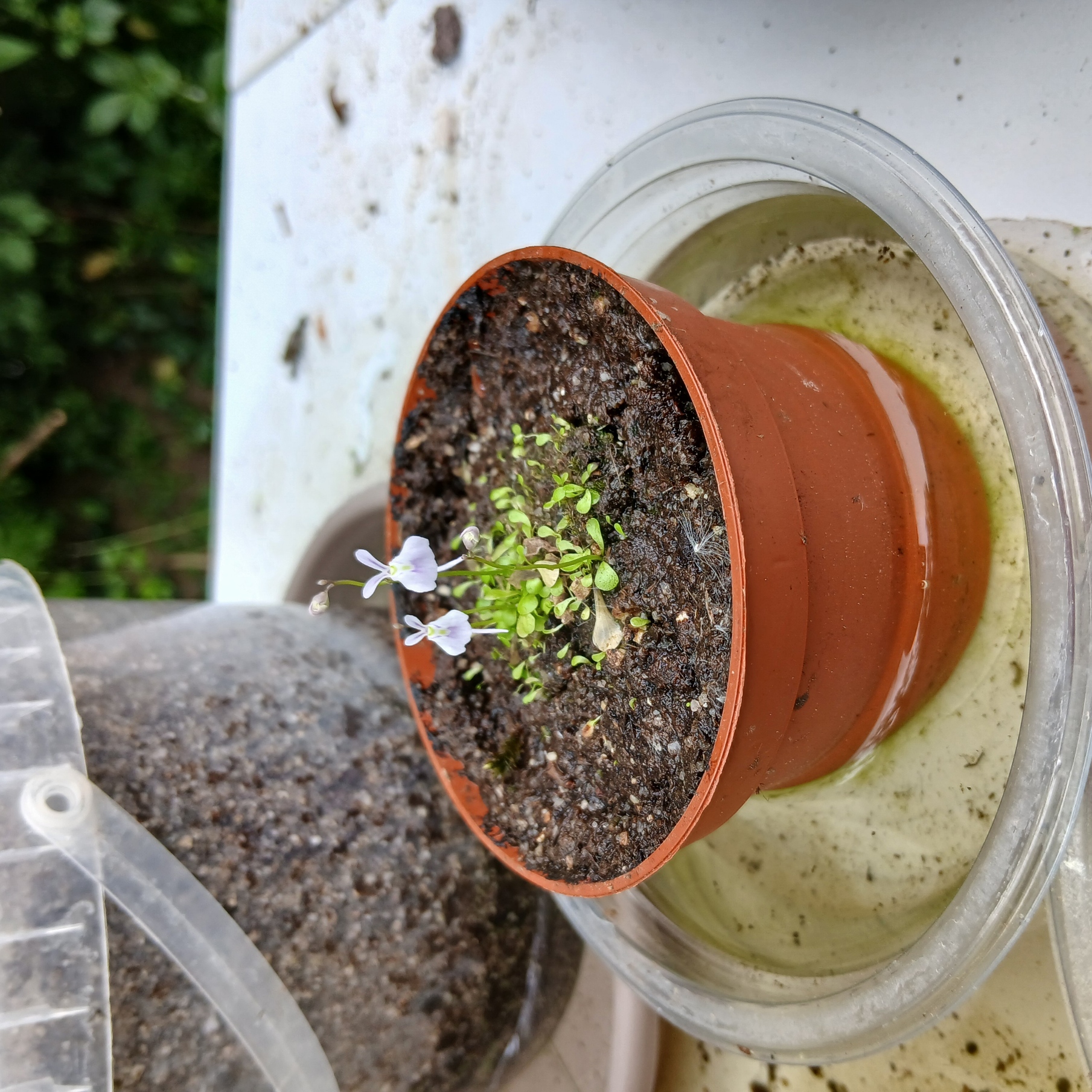Utricularia sandersonii blue