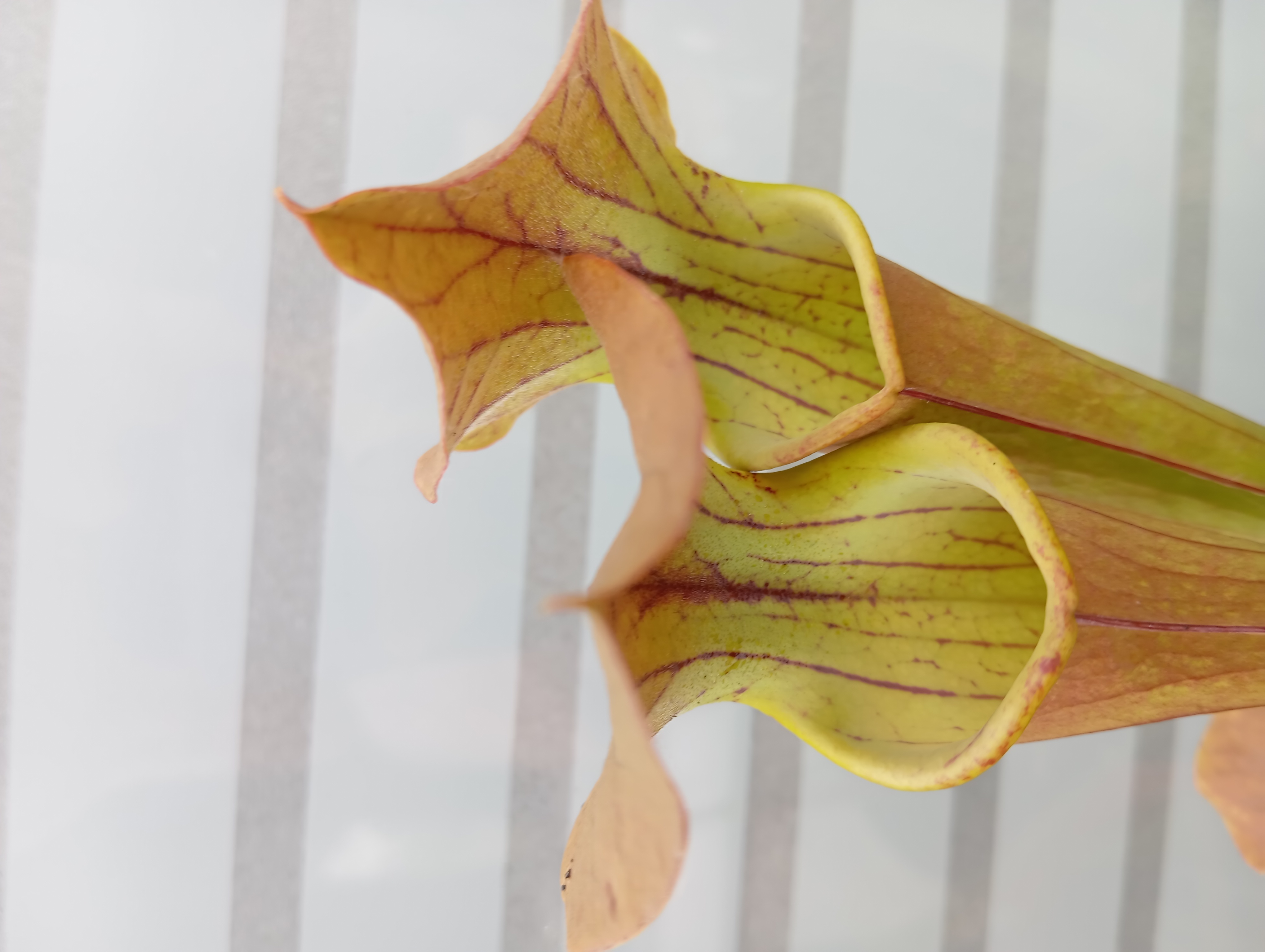 sarracenia tygo
