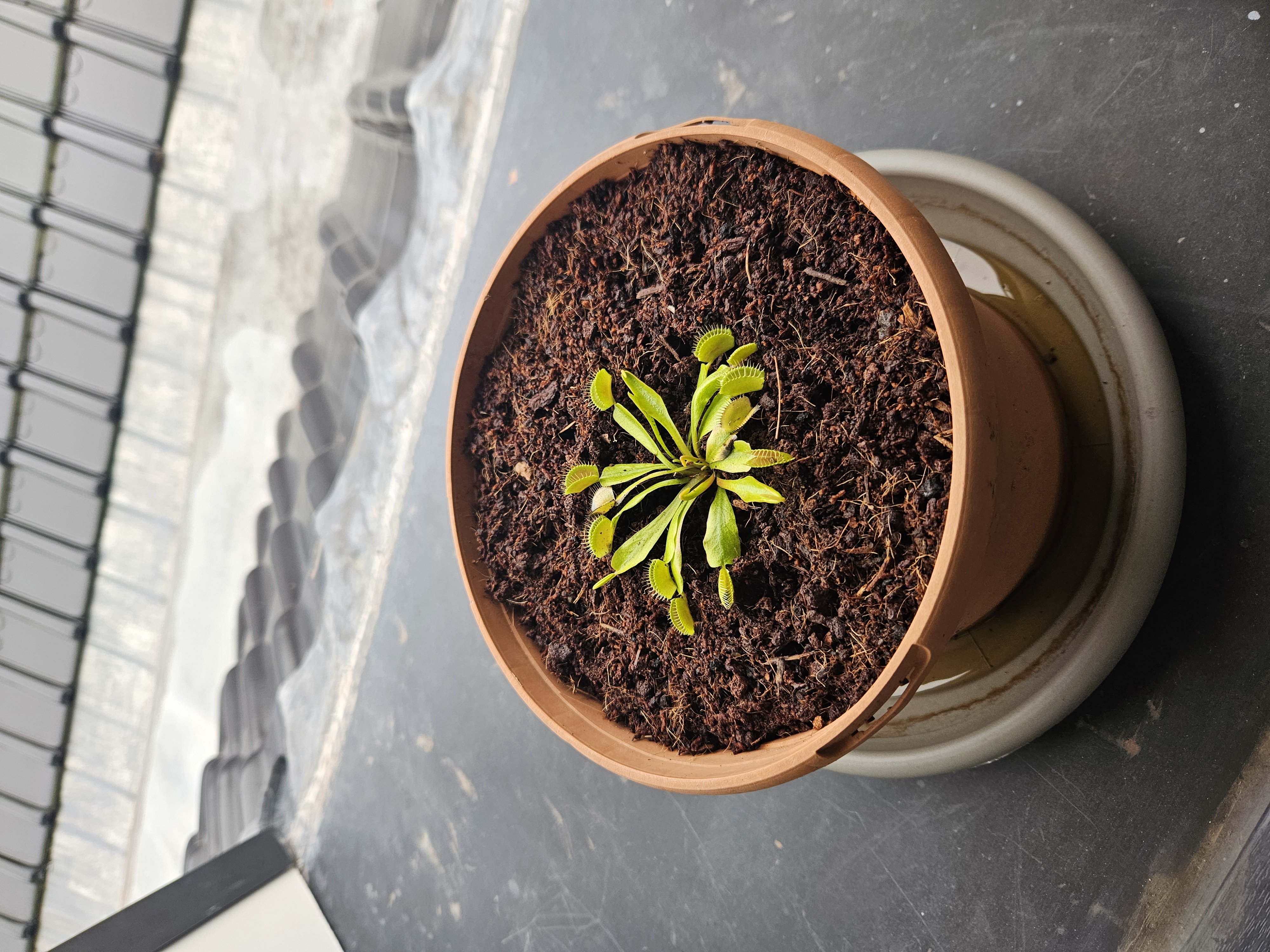 Dionaea fenêtre ext