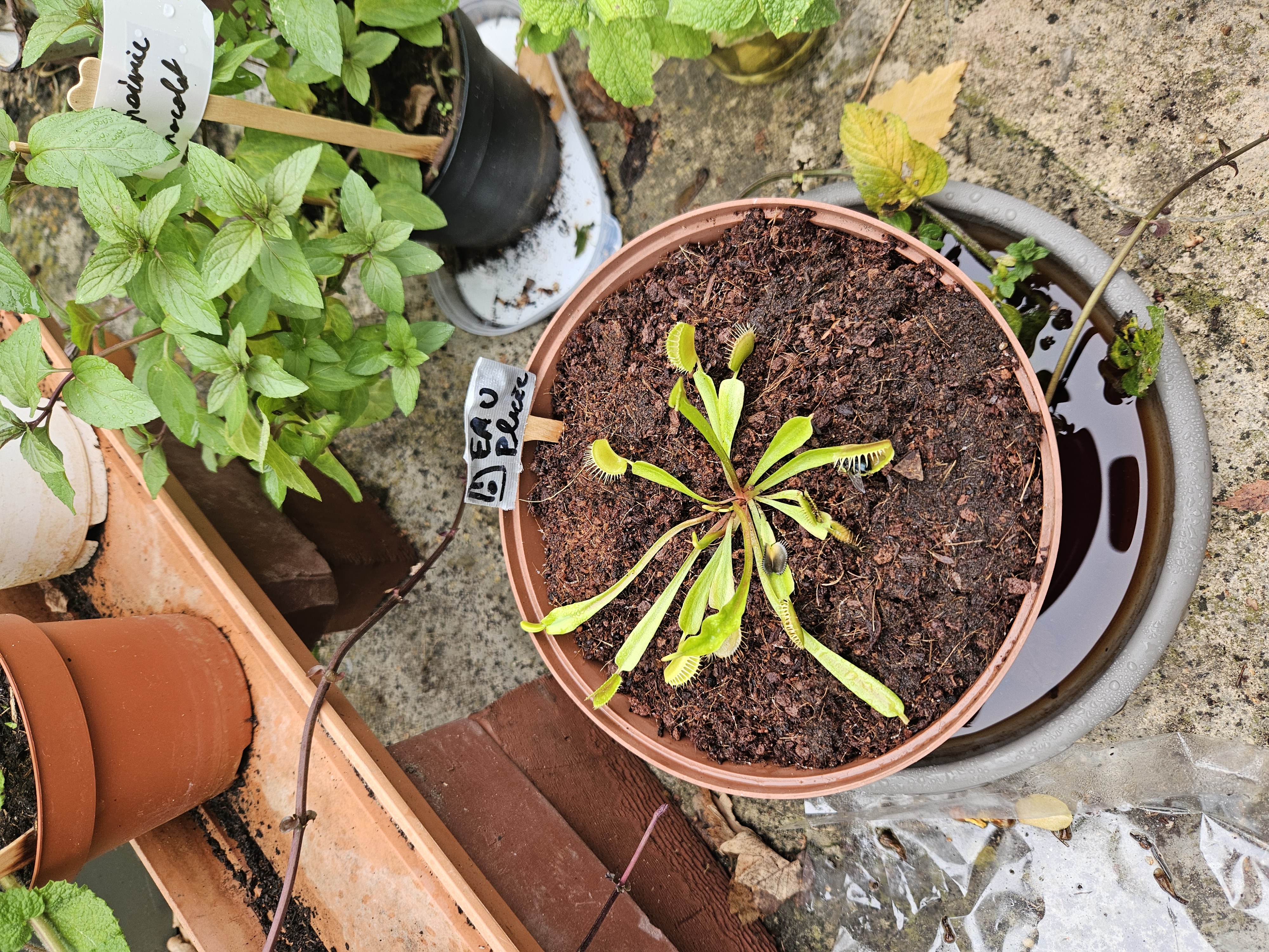 Dionaea terrasse