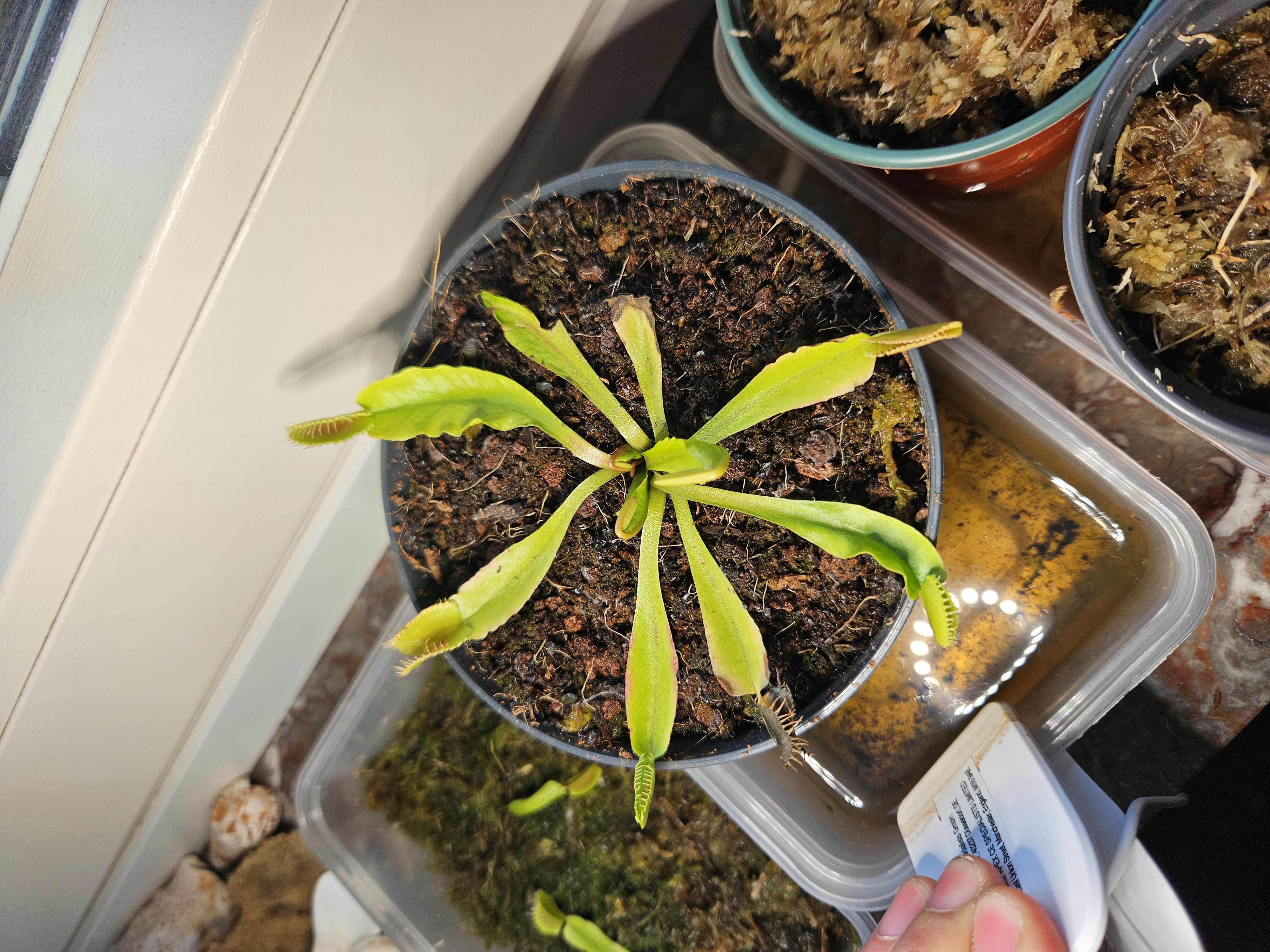 Dionaea chambres