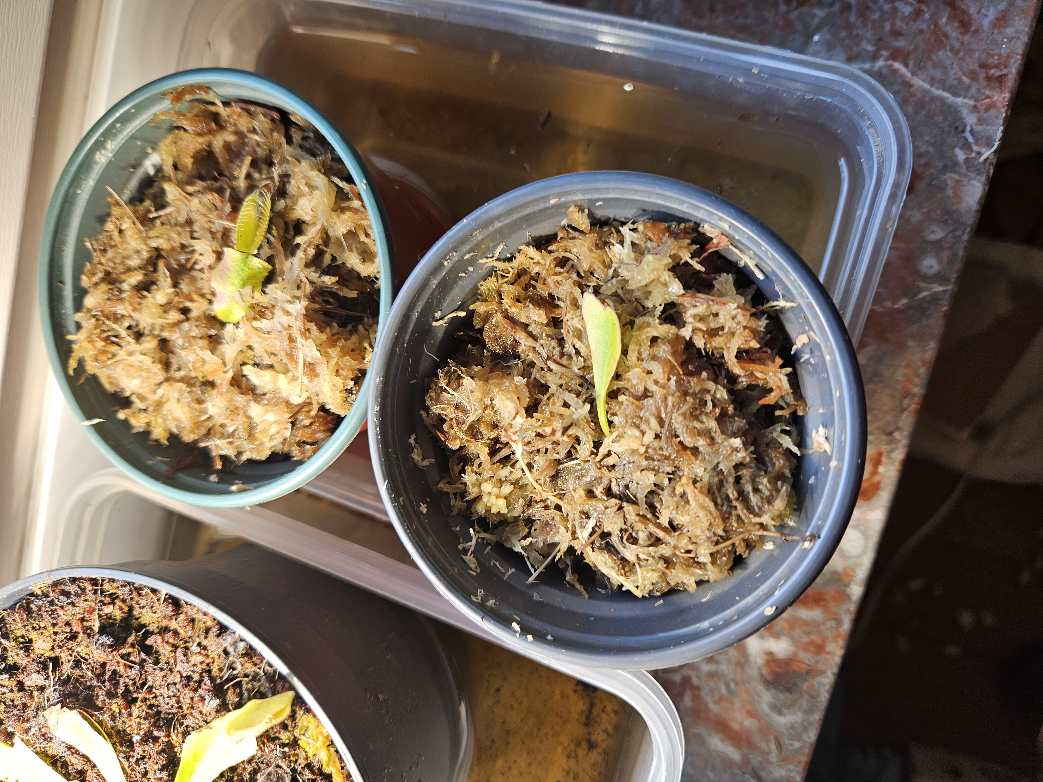 Dionaea bouture 1