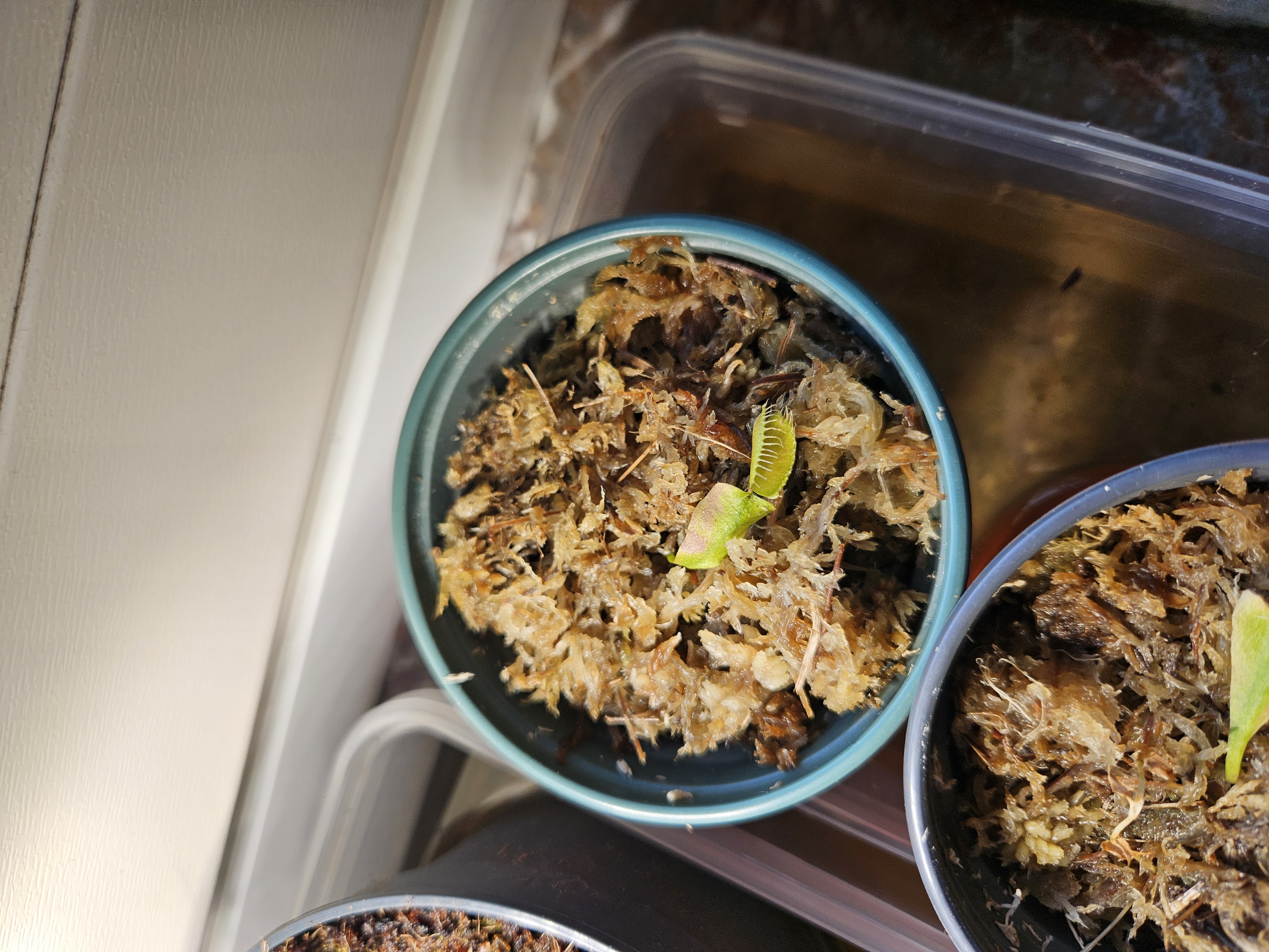 Dionaea bouture 2