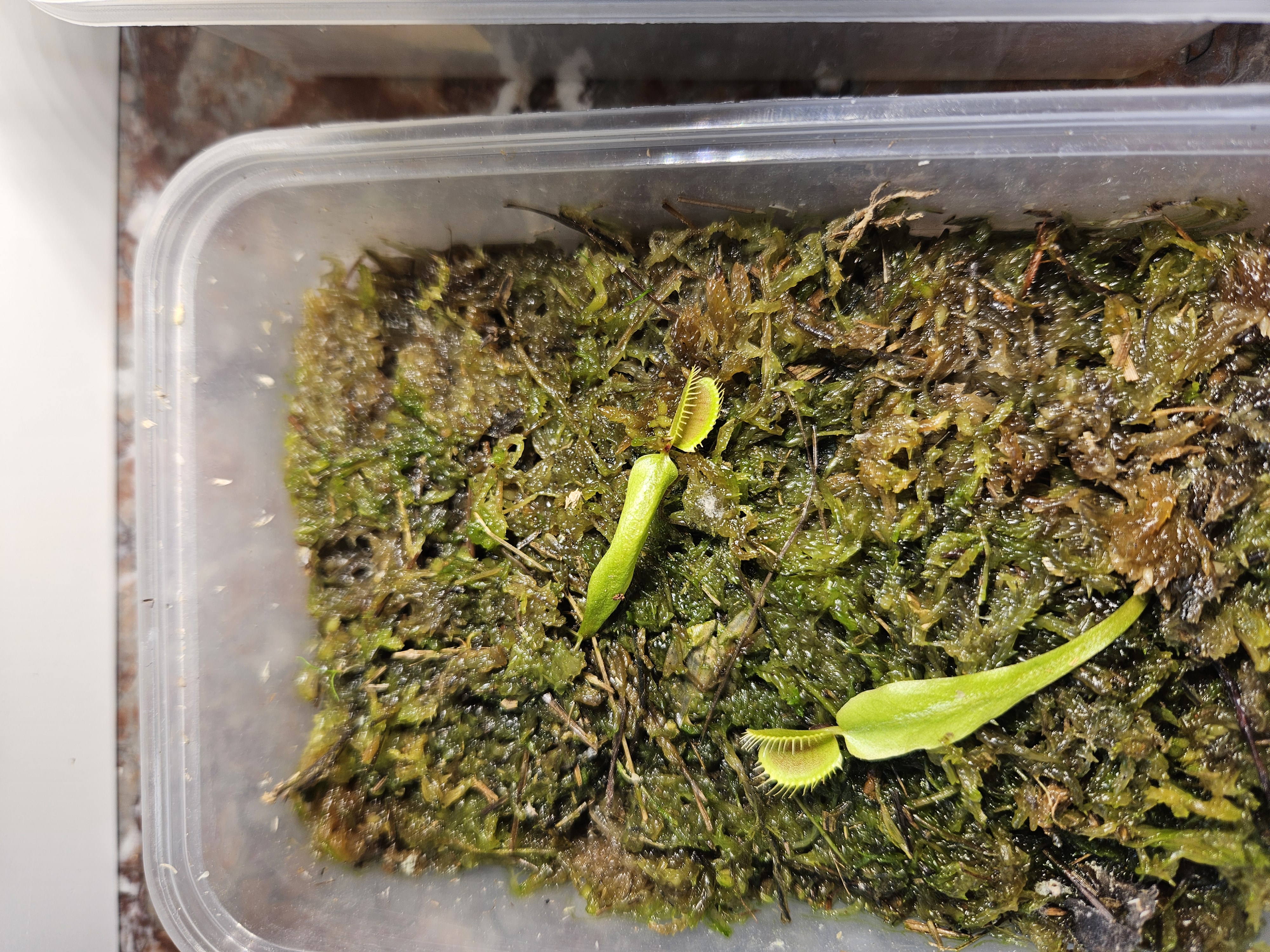 Dionaea bouture 4
