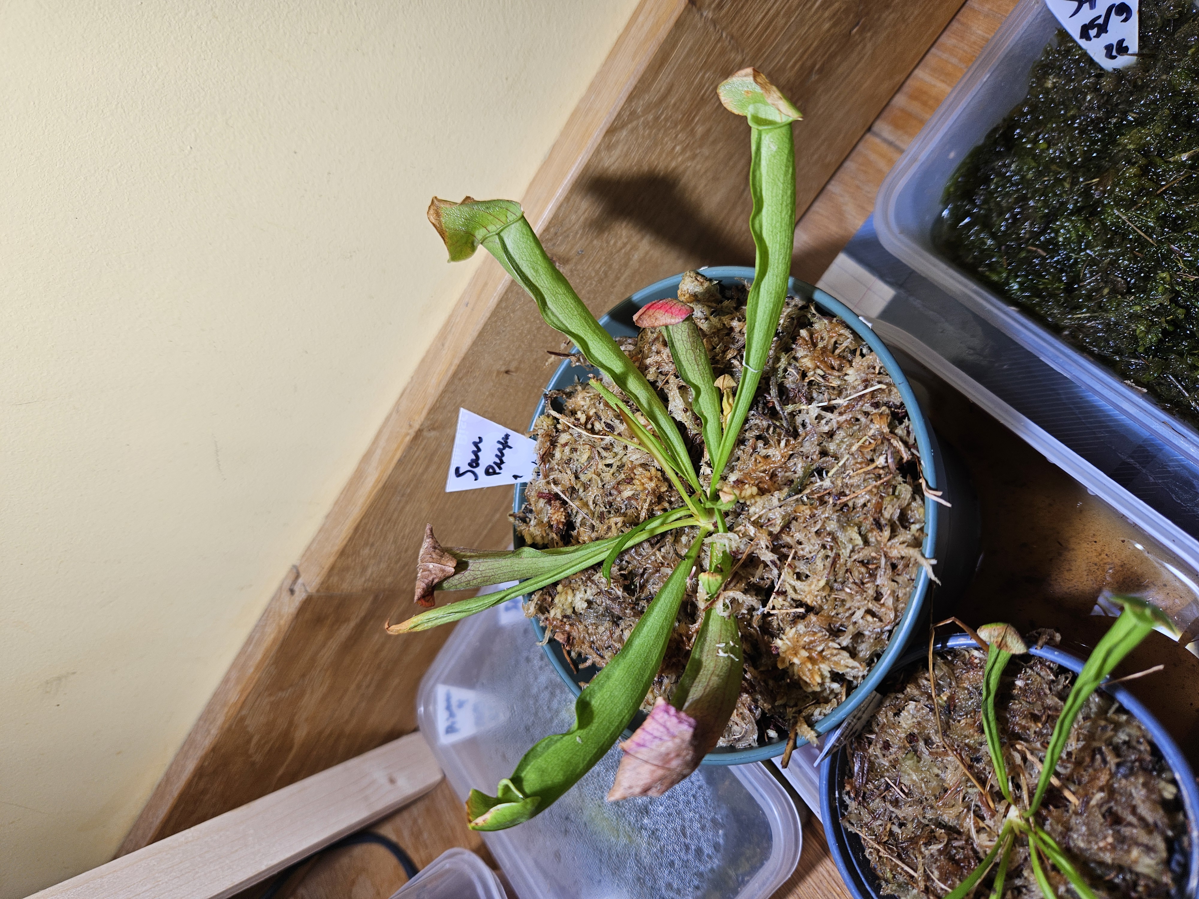 Sarracenia purpurea 1