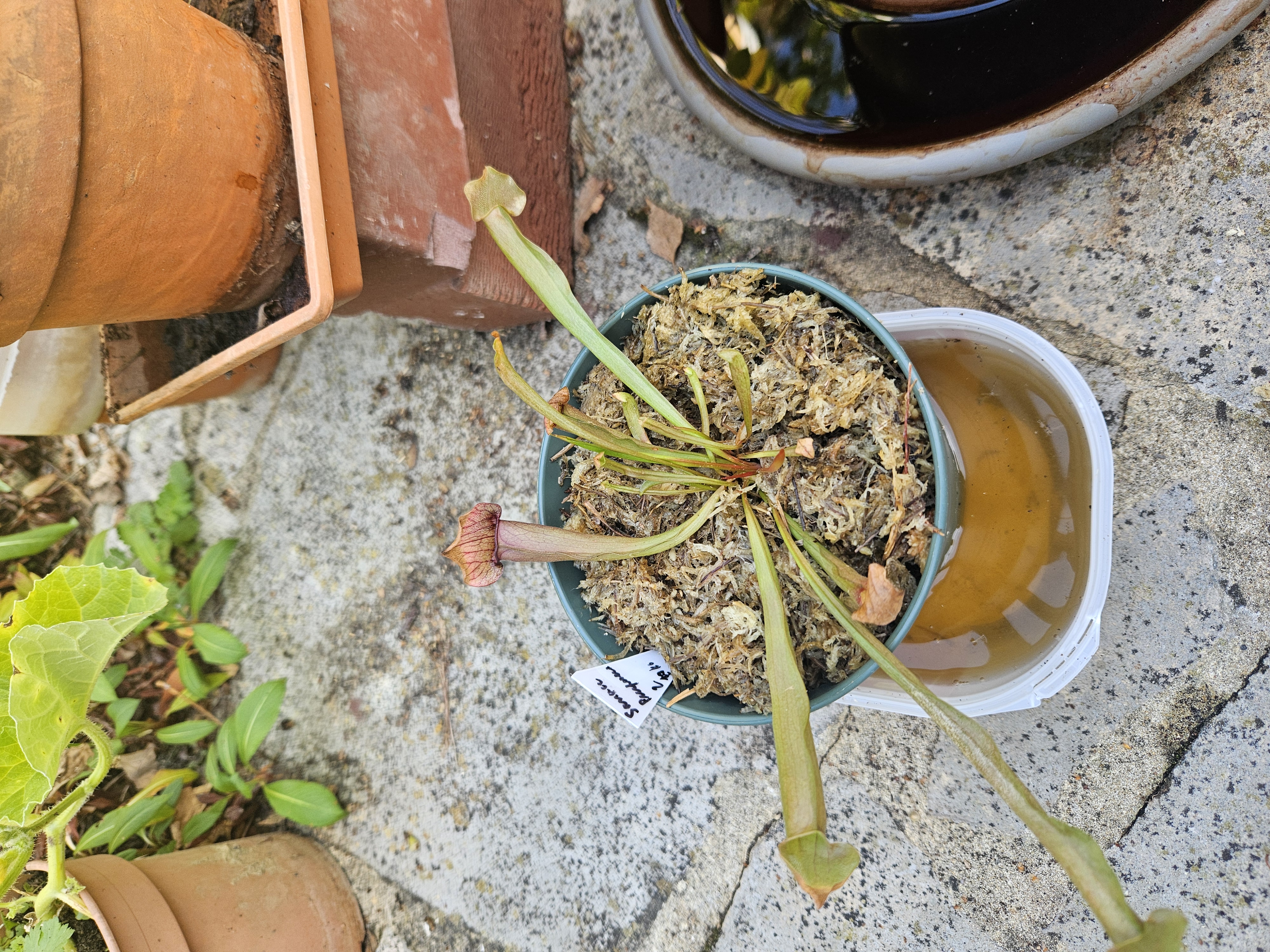 Sarracenia purpurea 2